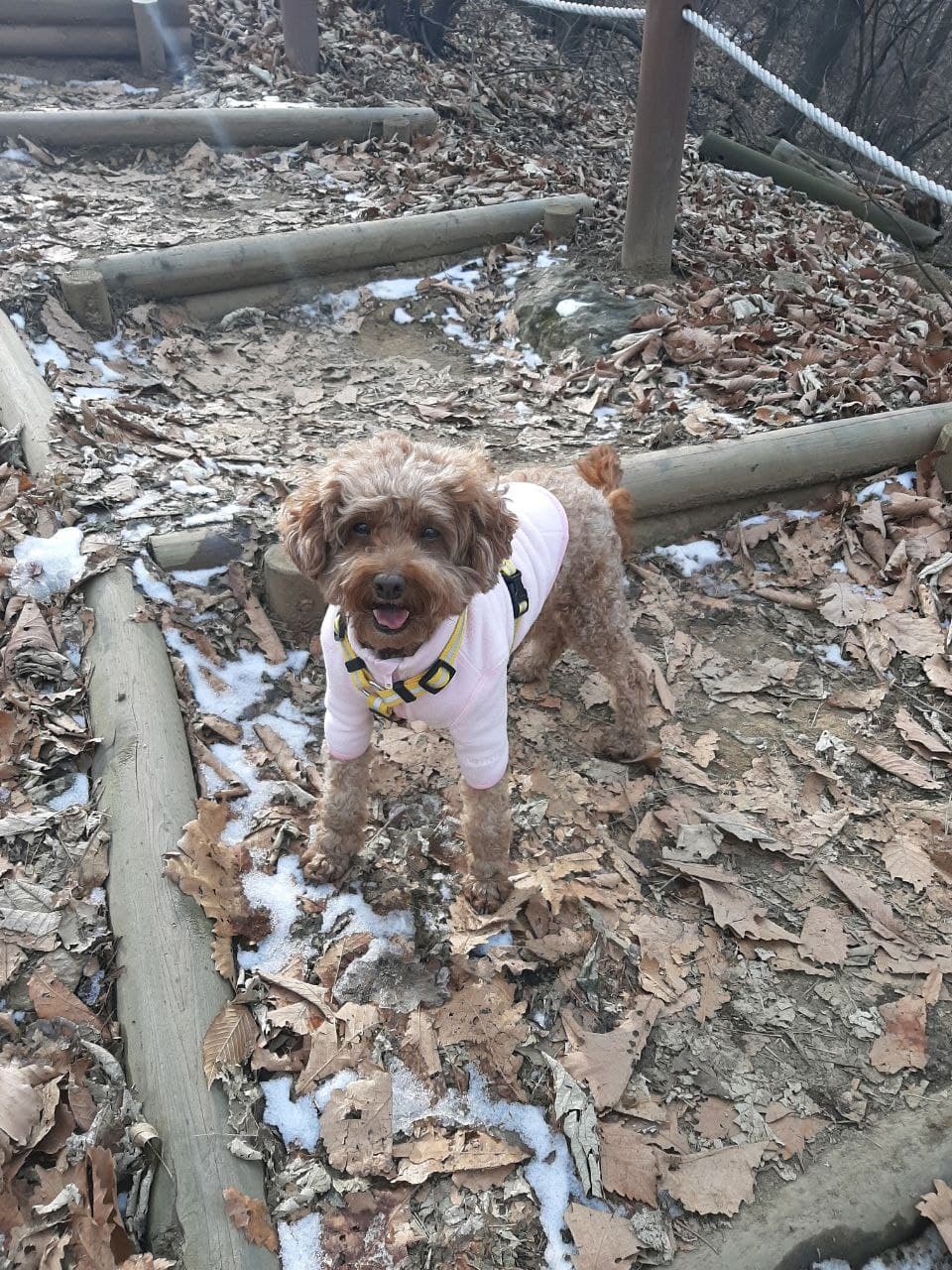 토리(곤지암 코리)와 6개월째