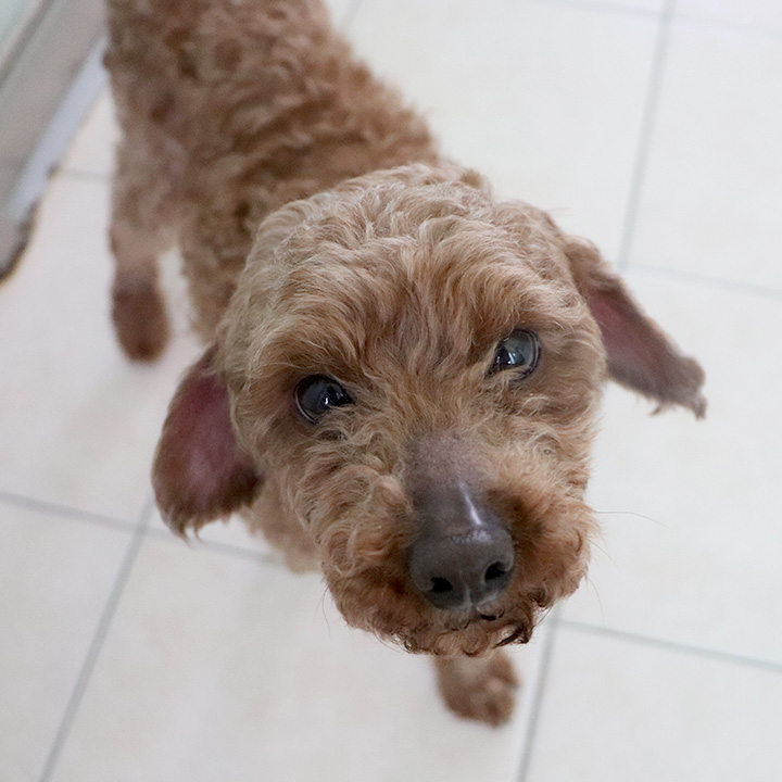 토리(곤지암 코리)와 6개월째