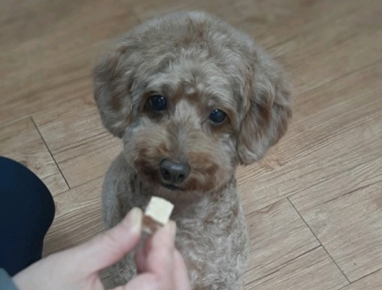 토리(곤지암 코리)와 6개월째