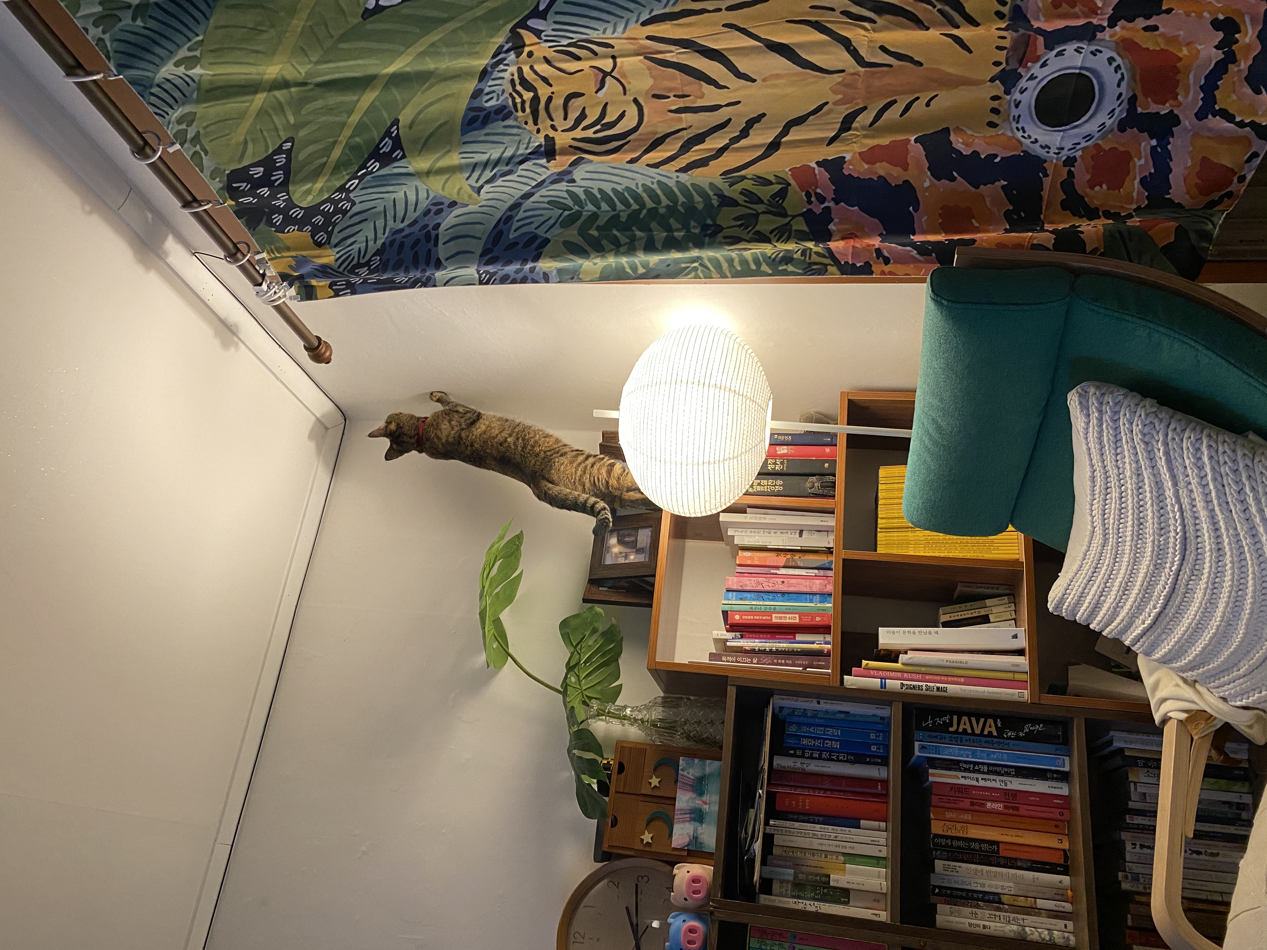 고양이 구름이 다람이