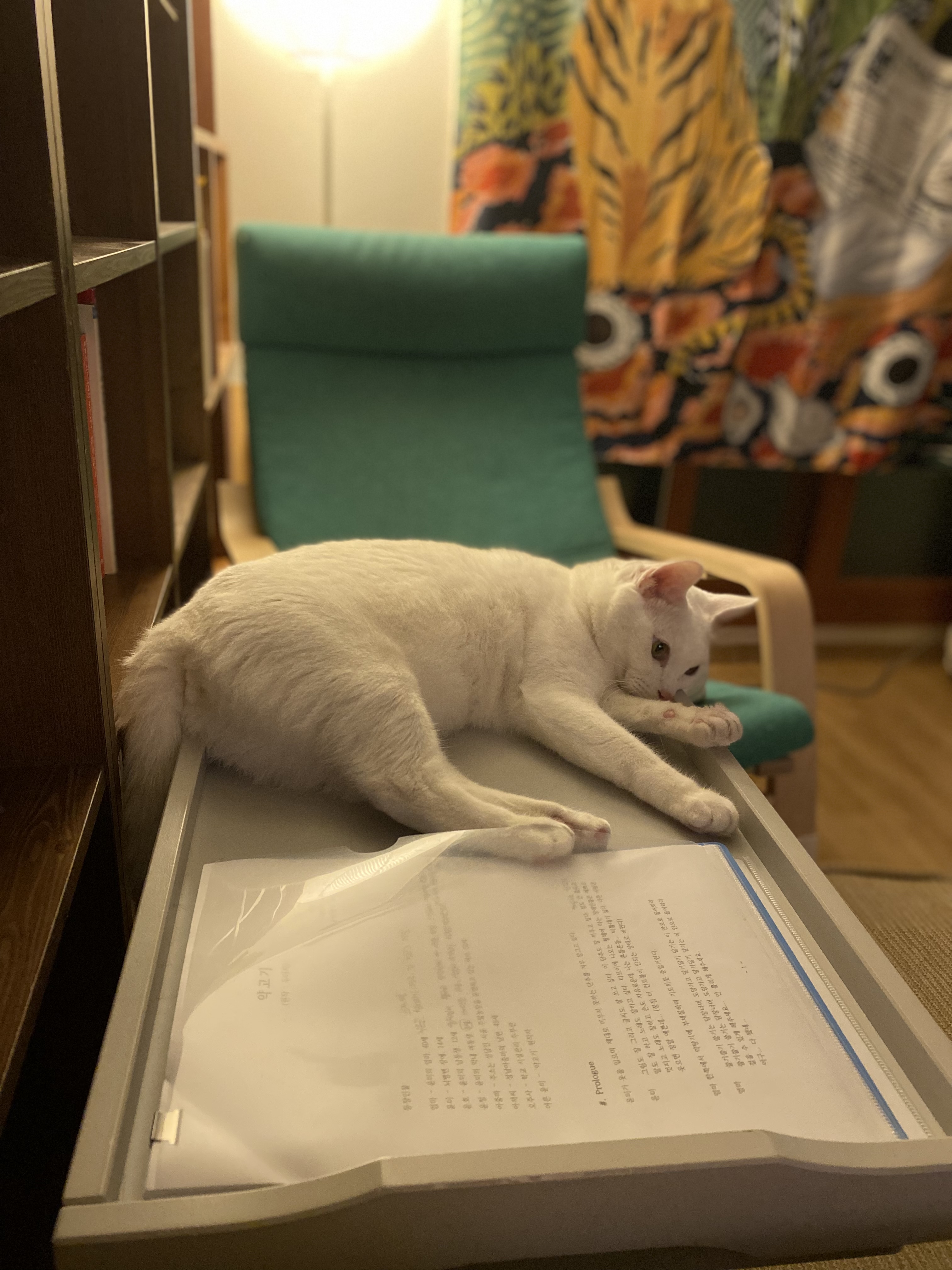 고양이 구름이 다람이