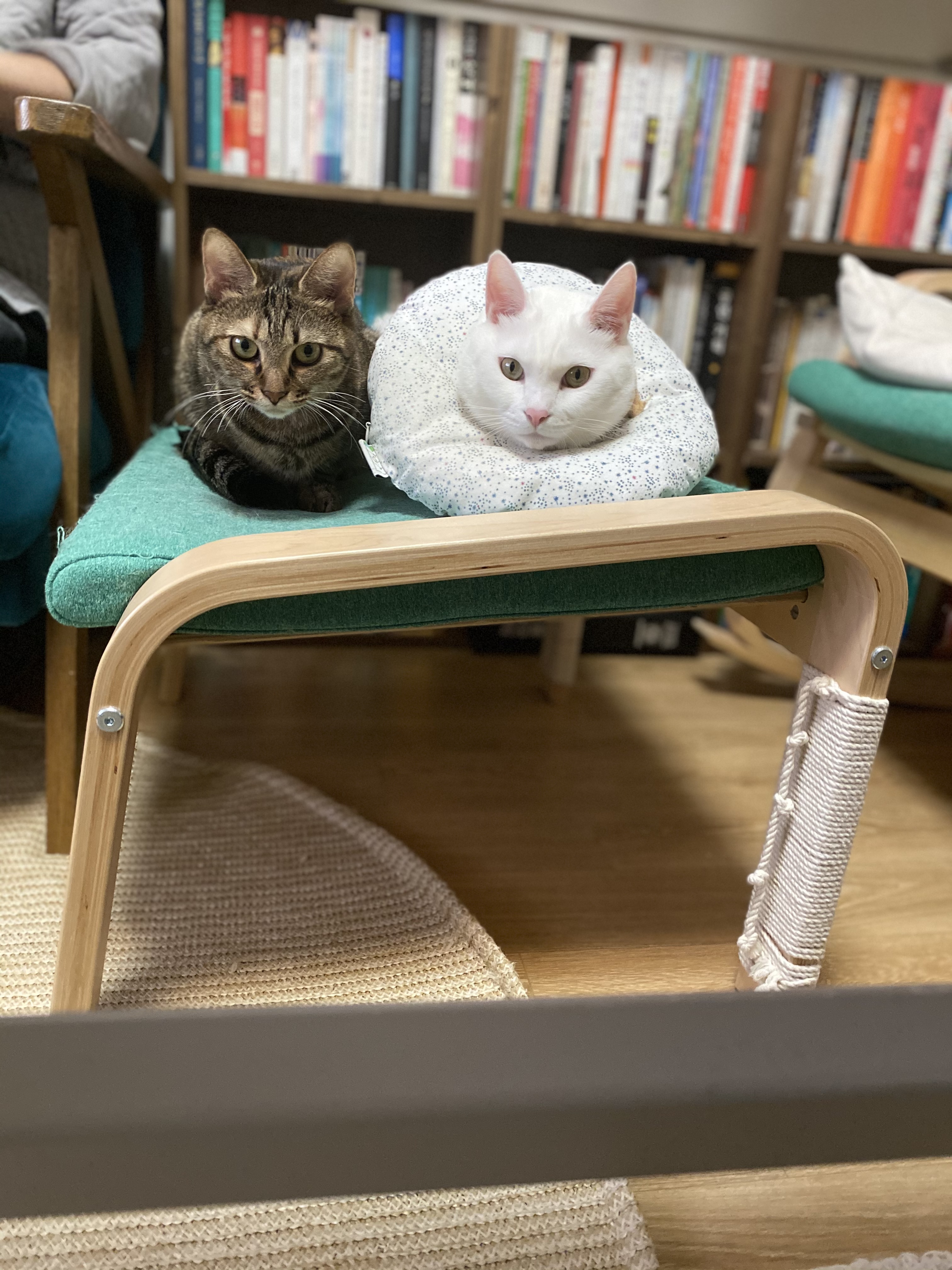 고양이 구름이 다람이