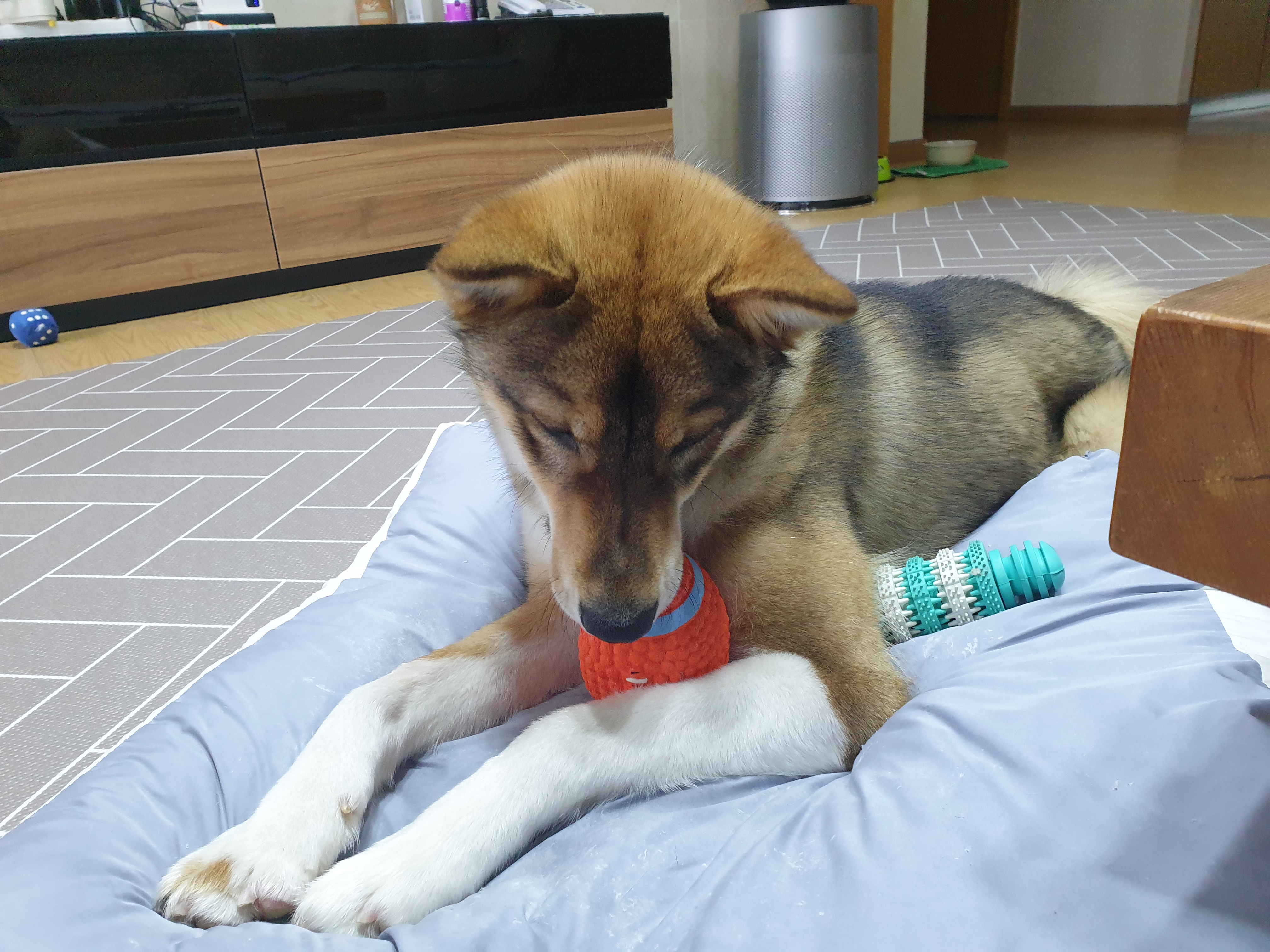 하다네집(한달)