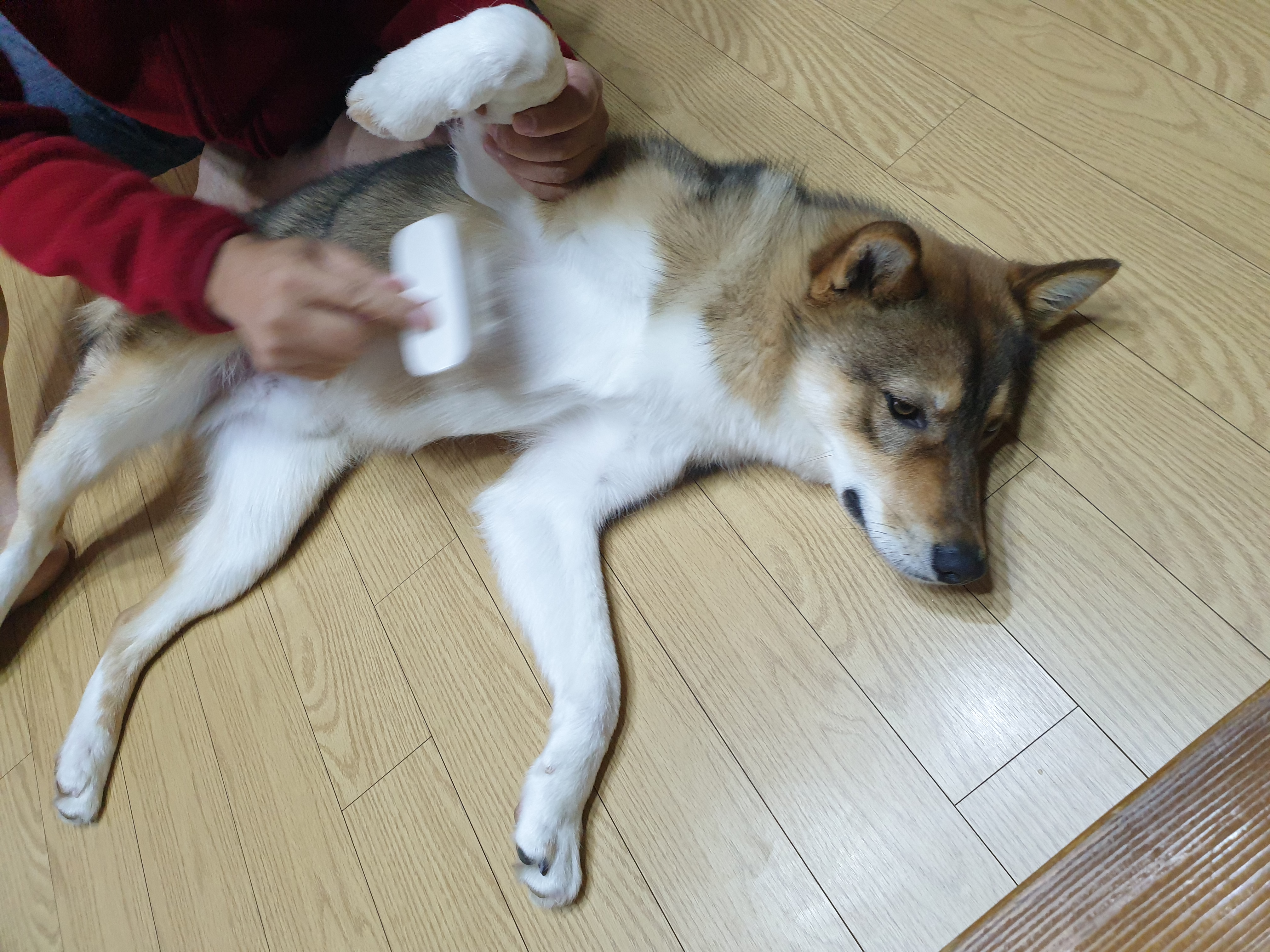 하다네집(한달)