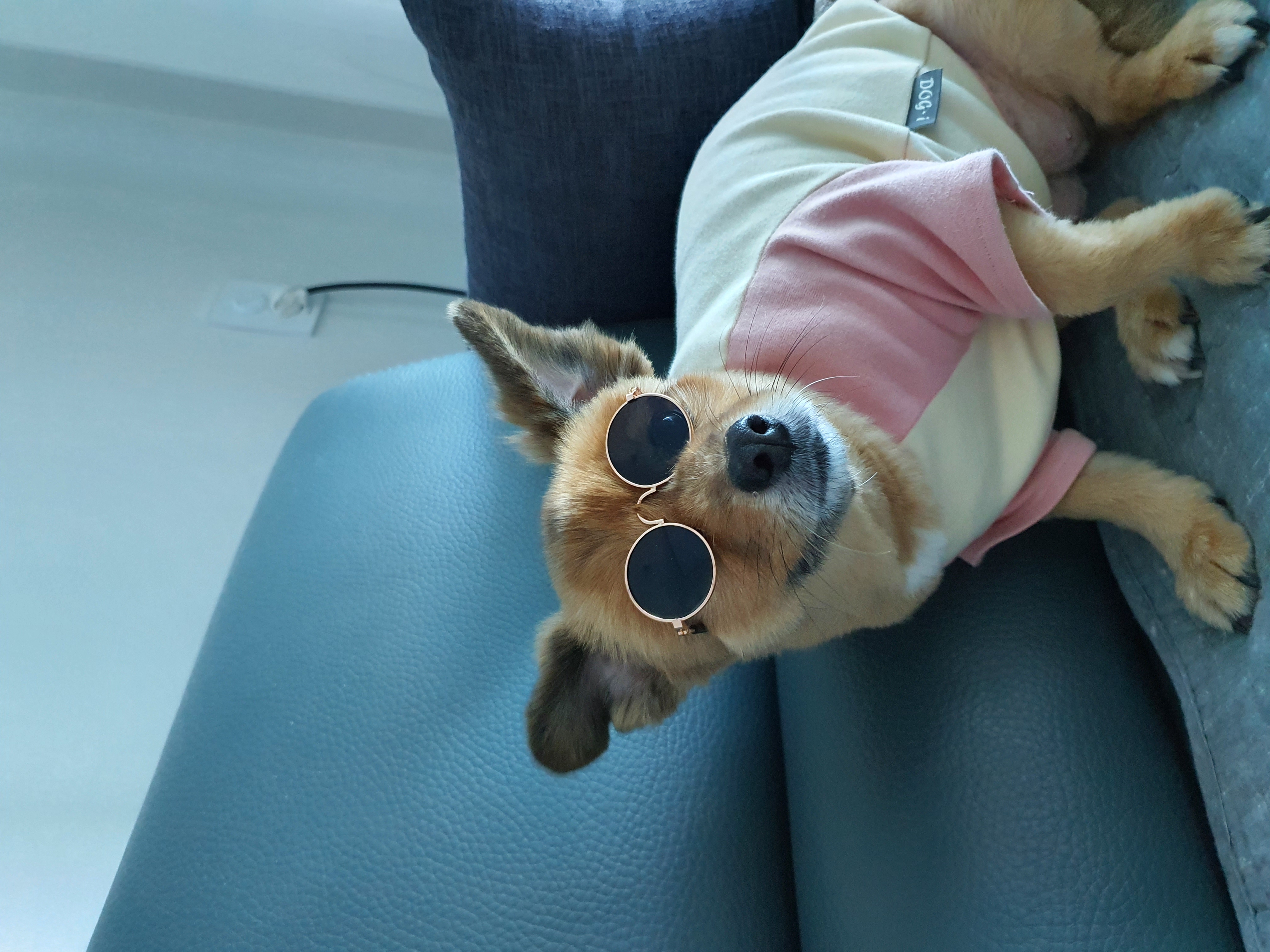 멜론이 우리딸렘된지 1년되었네요~~^^