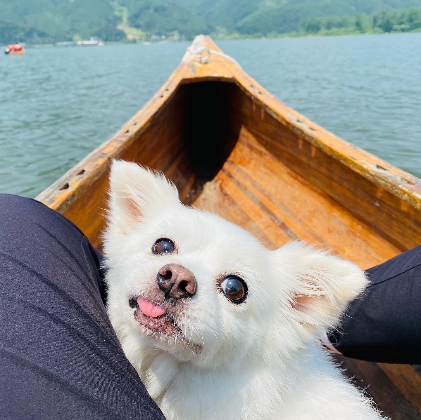 내 나이가 어때서~ 놀러다니기 딱 좋은 나인데! (셔리, 입양 11년차)