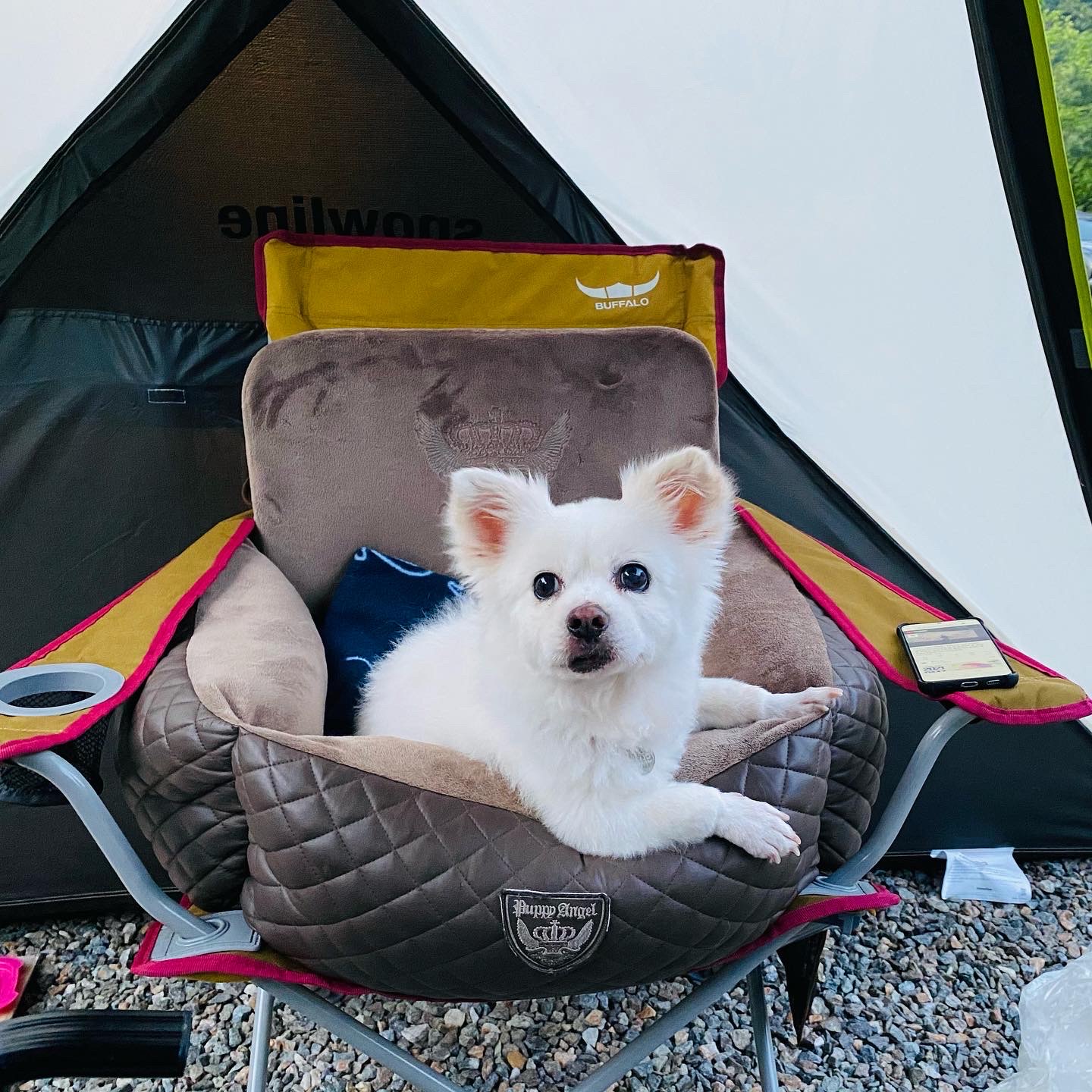 내 나이가 어때서~ 놀러다니기 딱 좋은 나인데! (셔리, 입양 11년차)