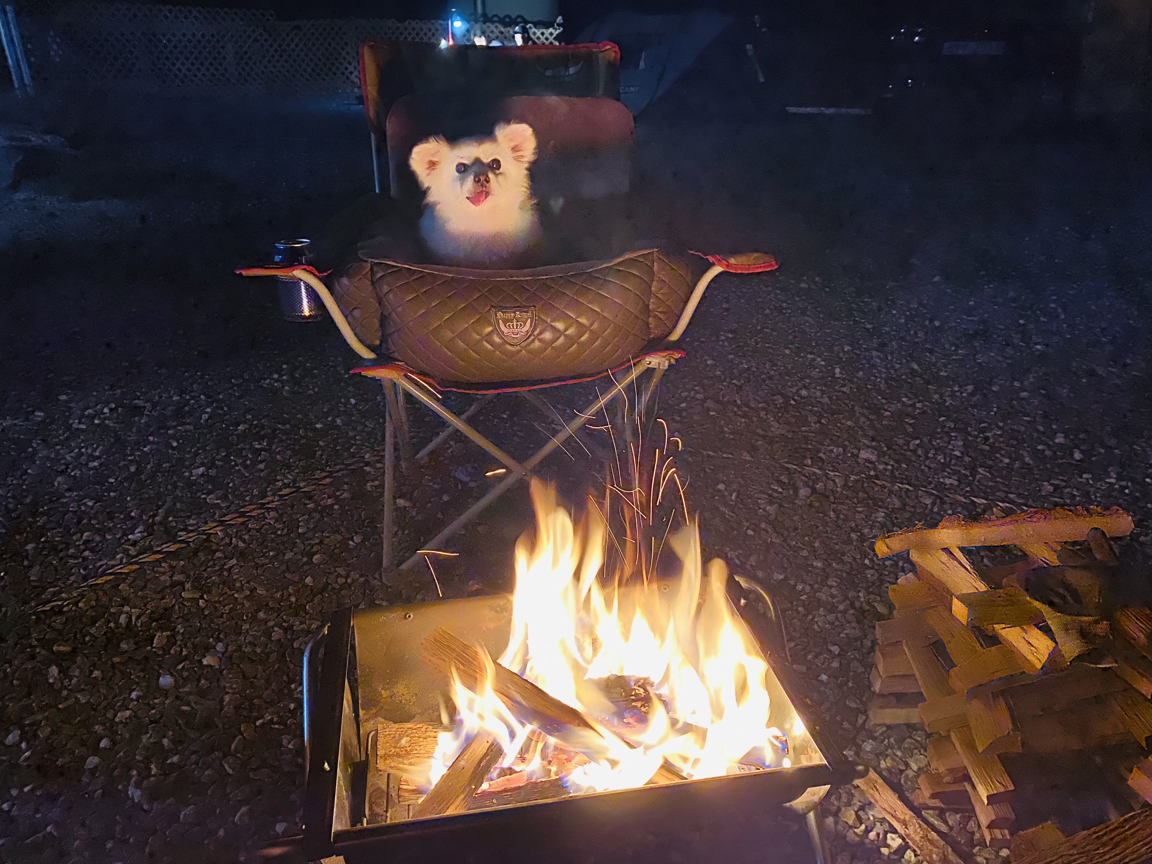 내 나이가 어때서~ 놀러다니기 딱 좋은 나인데! (셔리, 입양 11년차)
