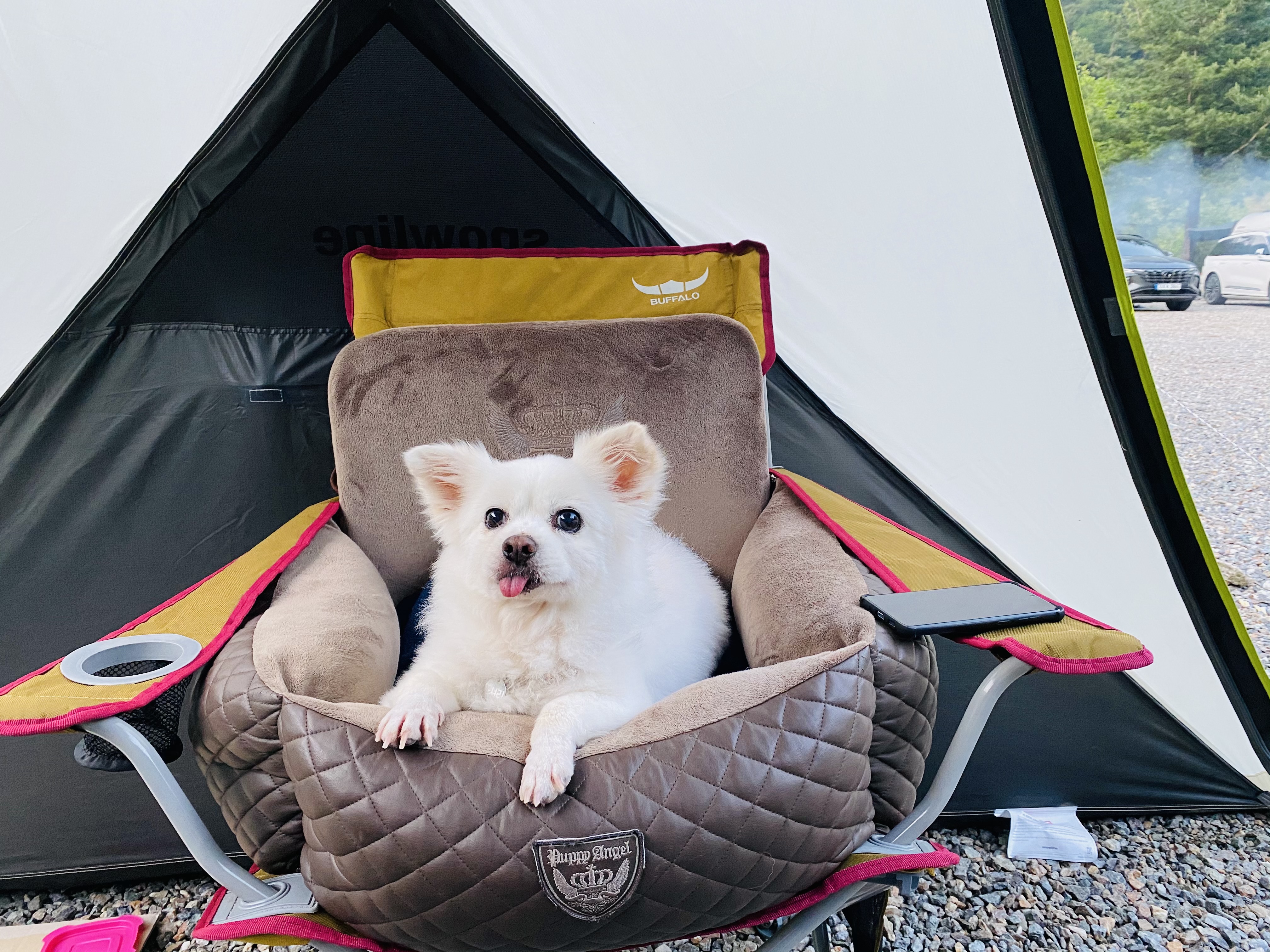 내 나이가 어때서~ 놀러다니기 딱 좋은 나인데! (셔리, 입양 11년차)