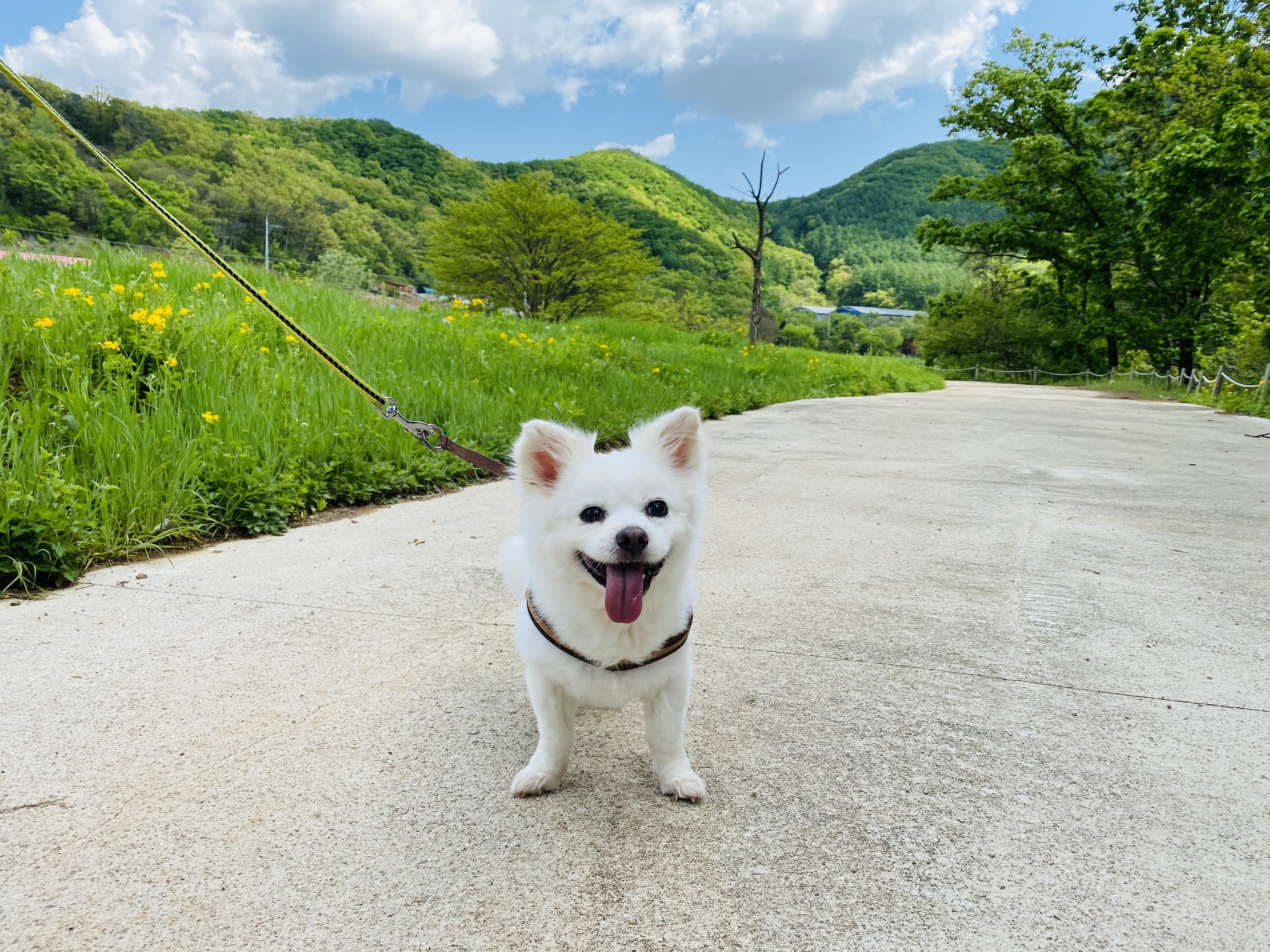 내 나이가 어때서~ 놀러다니기 딱 좋은 나인데! (셔리, 입양 11년차)