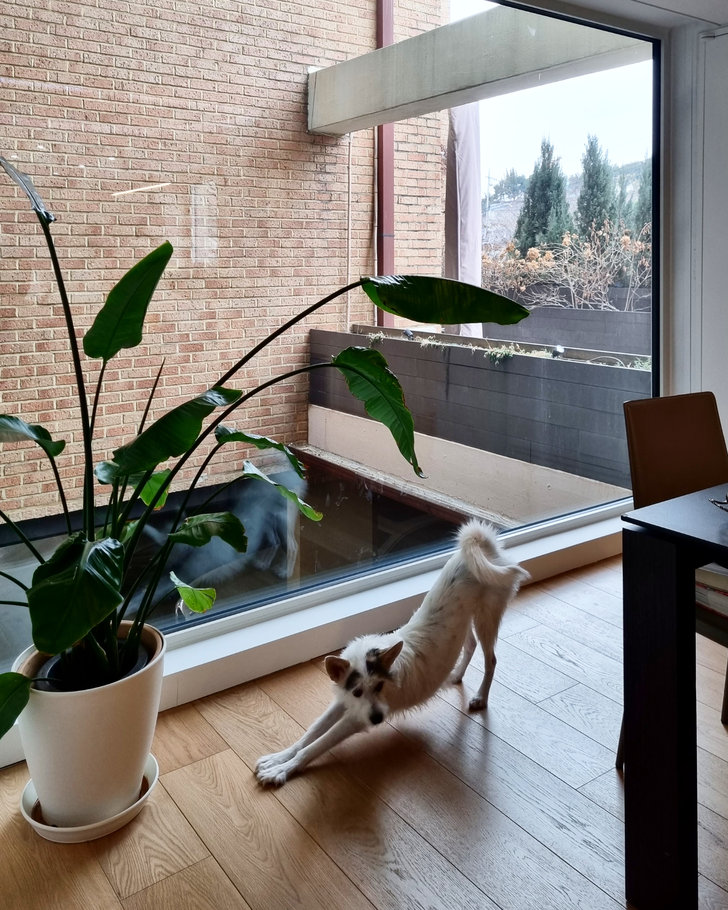 마블 (구 마네) 입양 1년 이야기