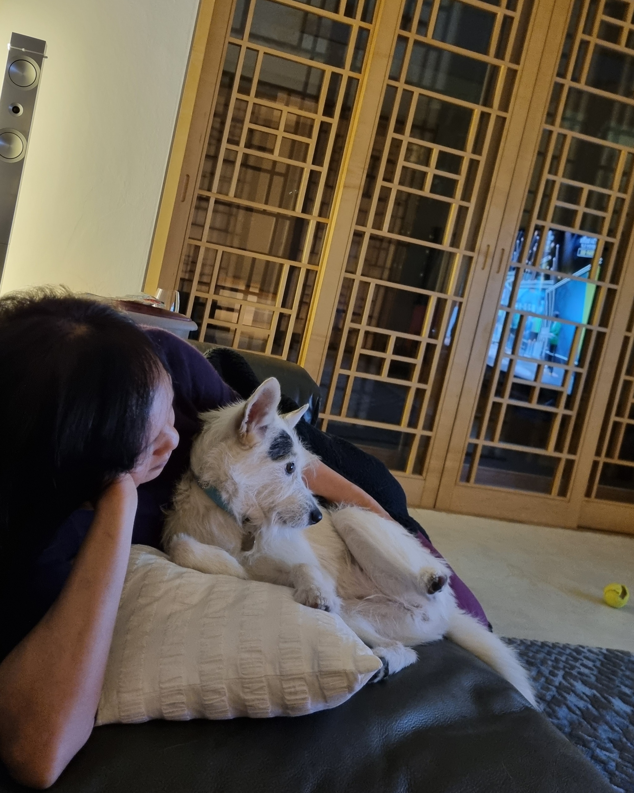 마블 (구 마네) 입양 1년 이야기