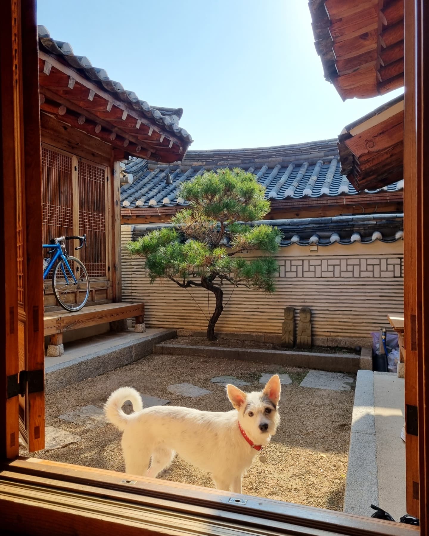 마블 (구 마네) 입양 1년 이야기