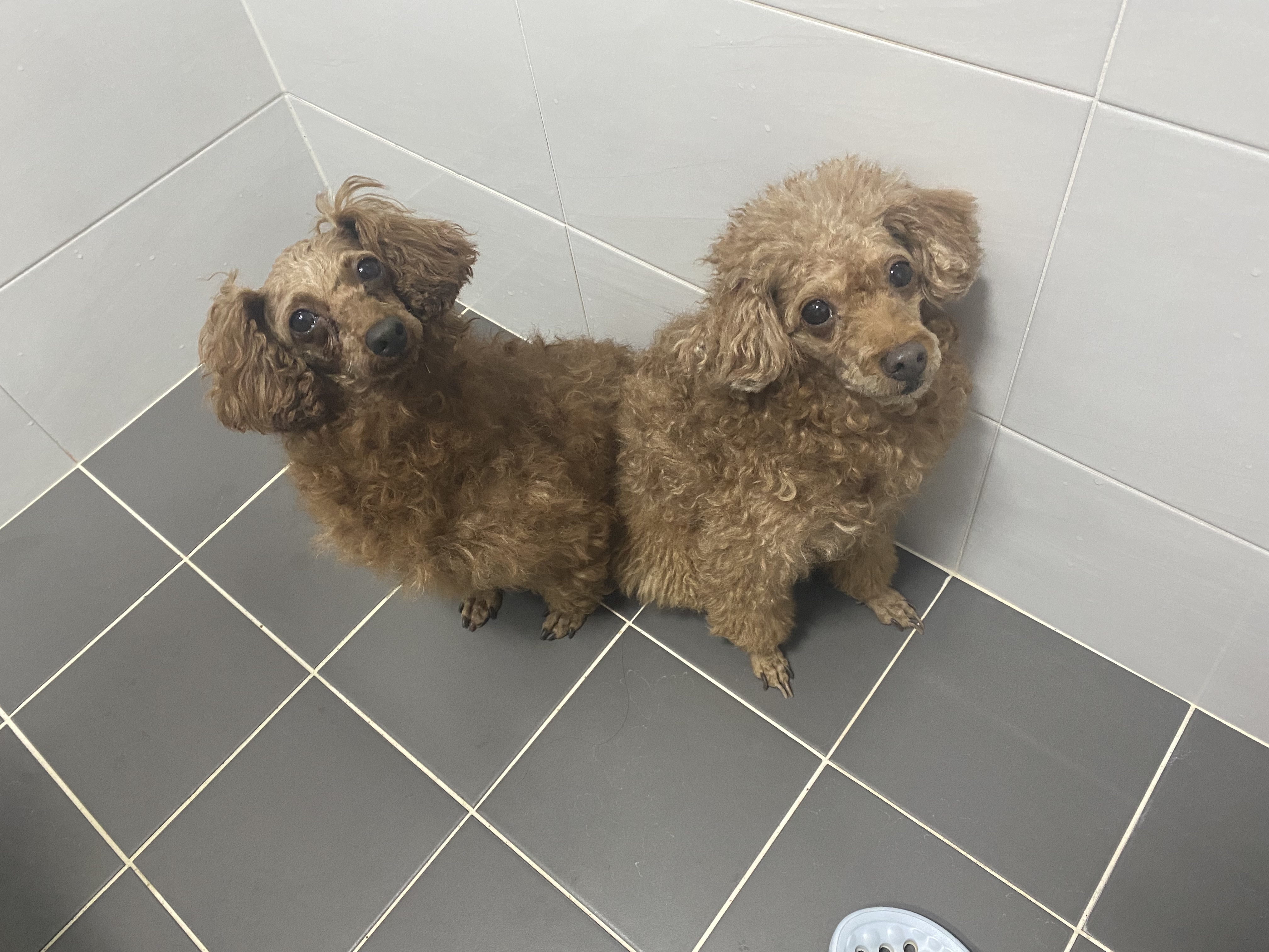 셈이 입양 한달째