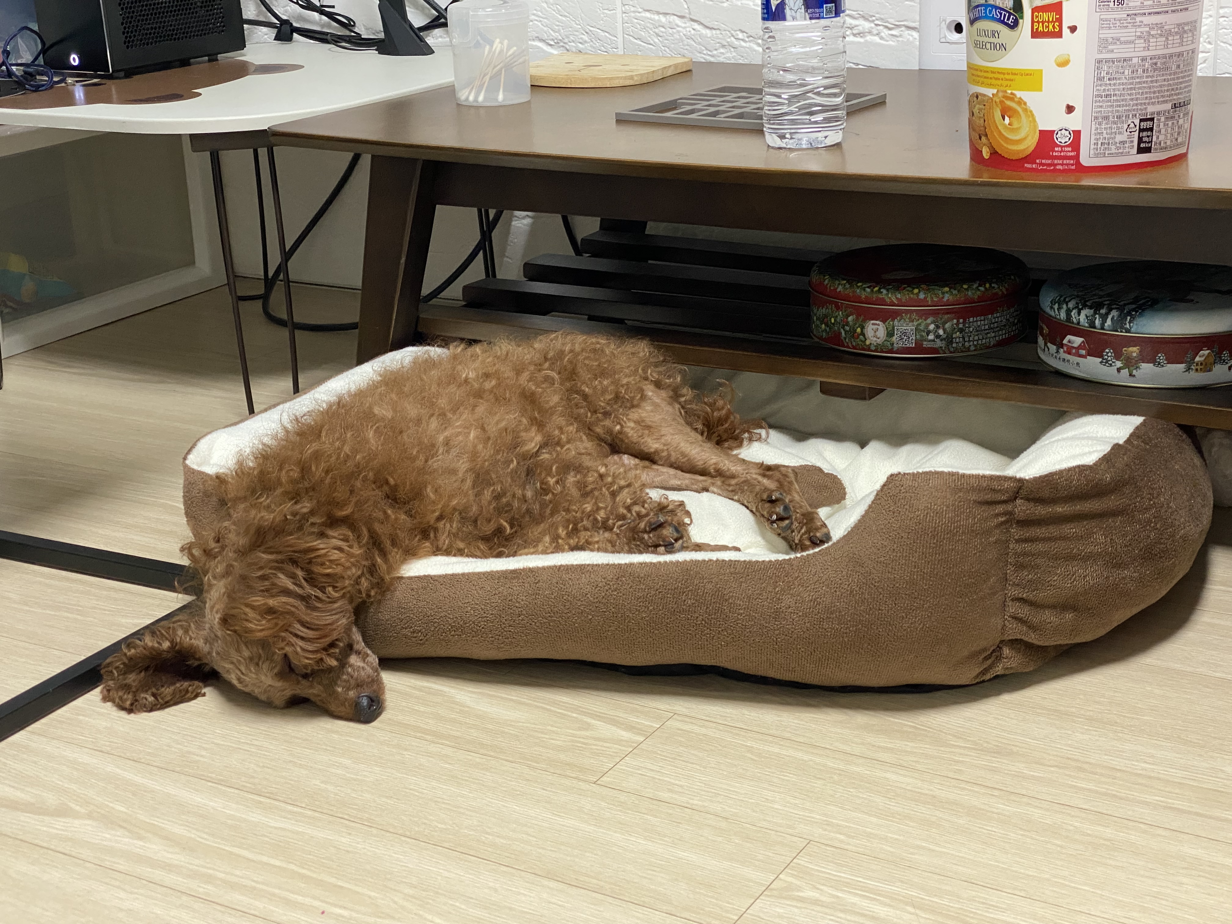 셈이 입양 한달째