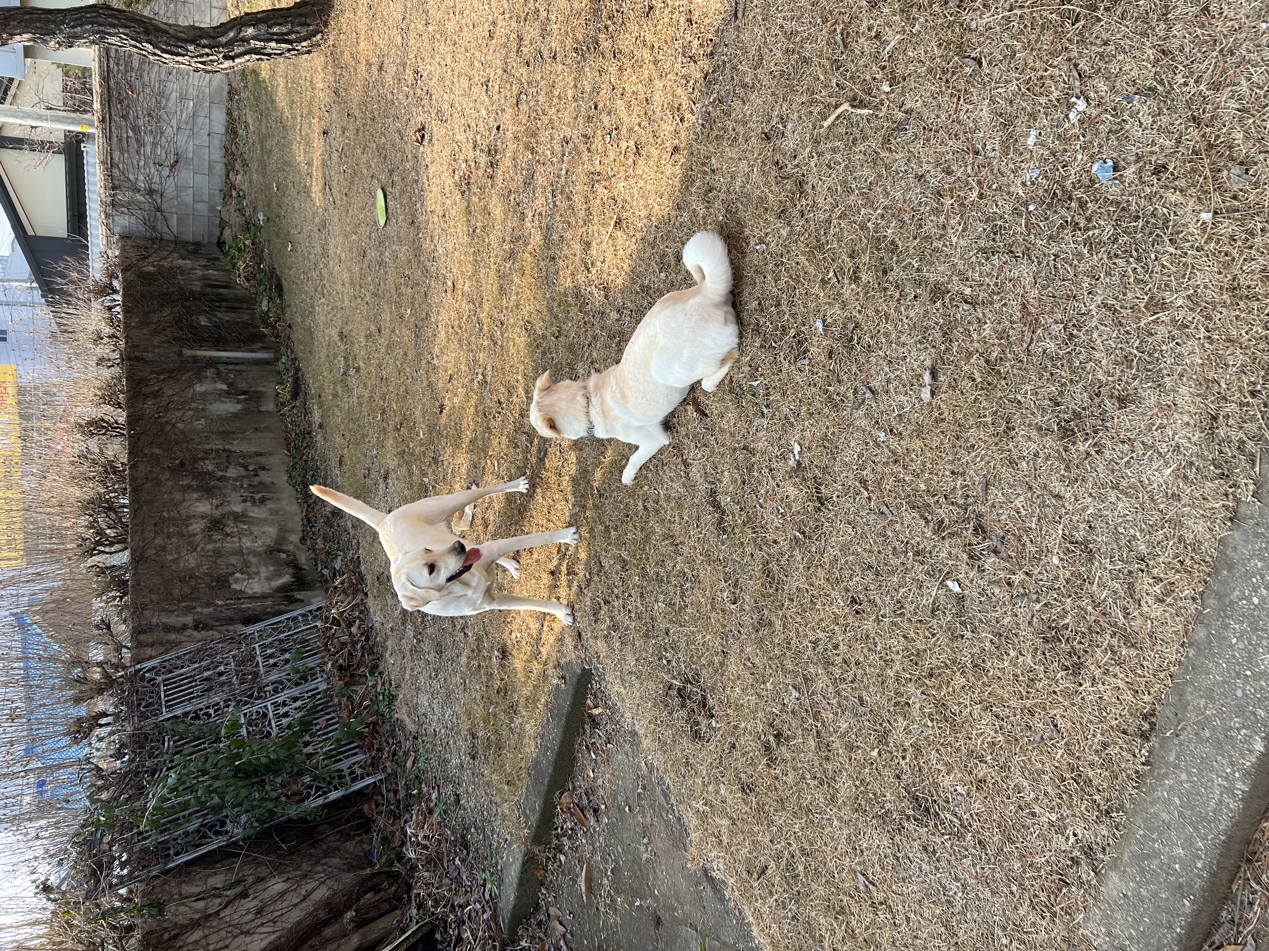 보리(시작이) 입양 6개월째