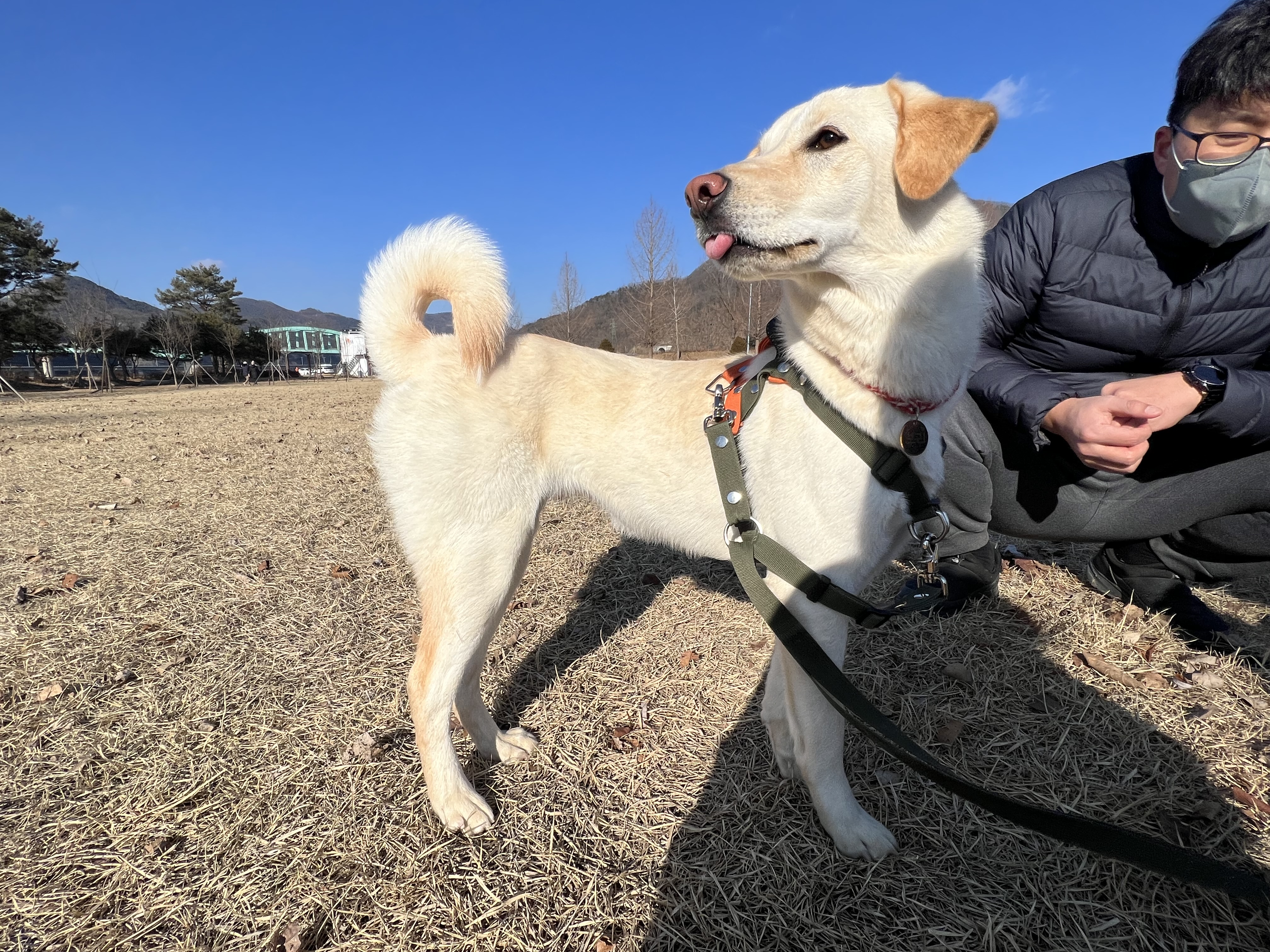 보리(시작이) 입양 6개월째