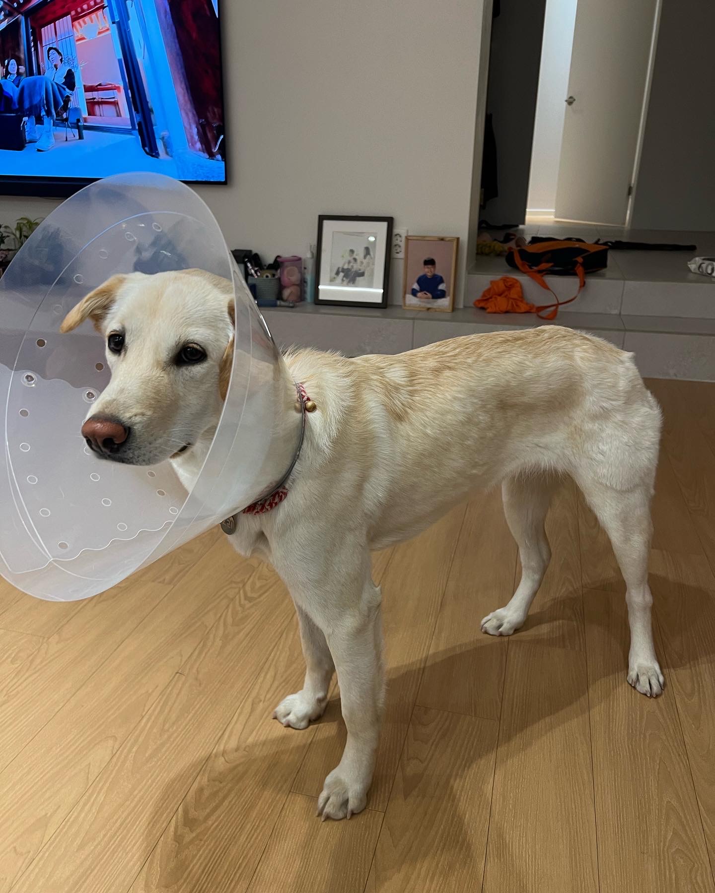 보리(시작이) 입양 6개월째