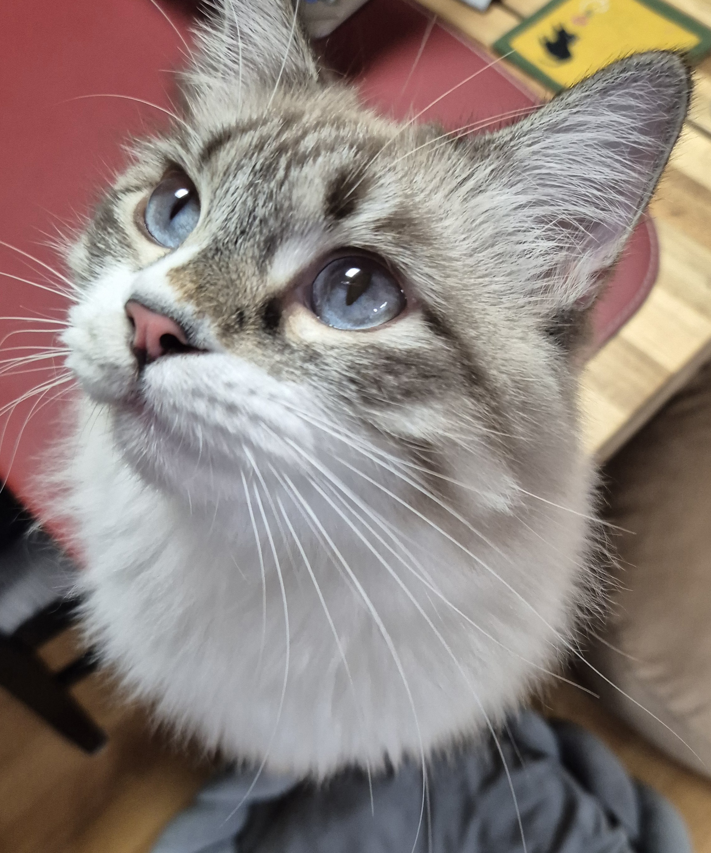 루나 (메리다) 6개월 입양후기