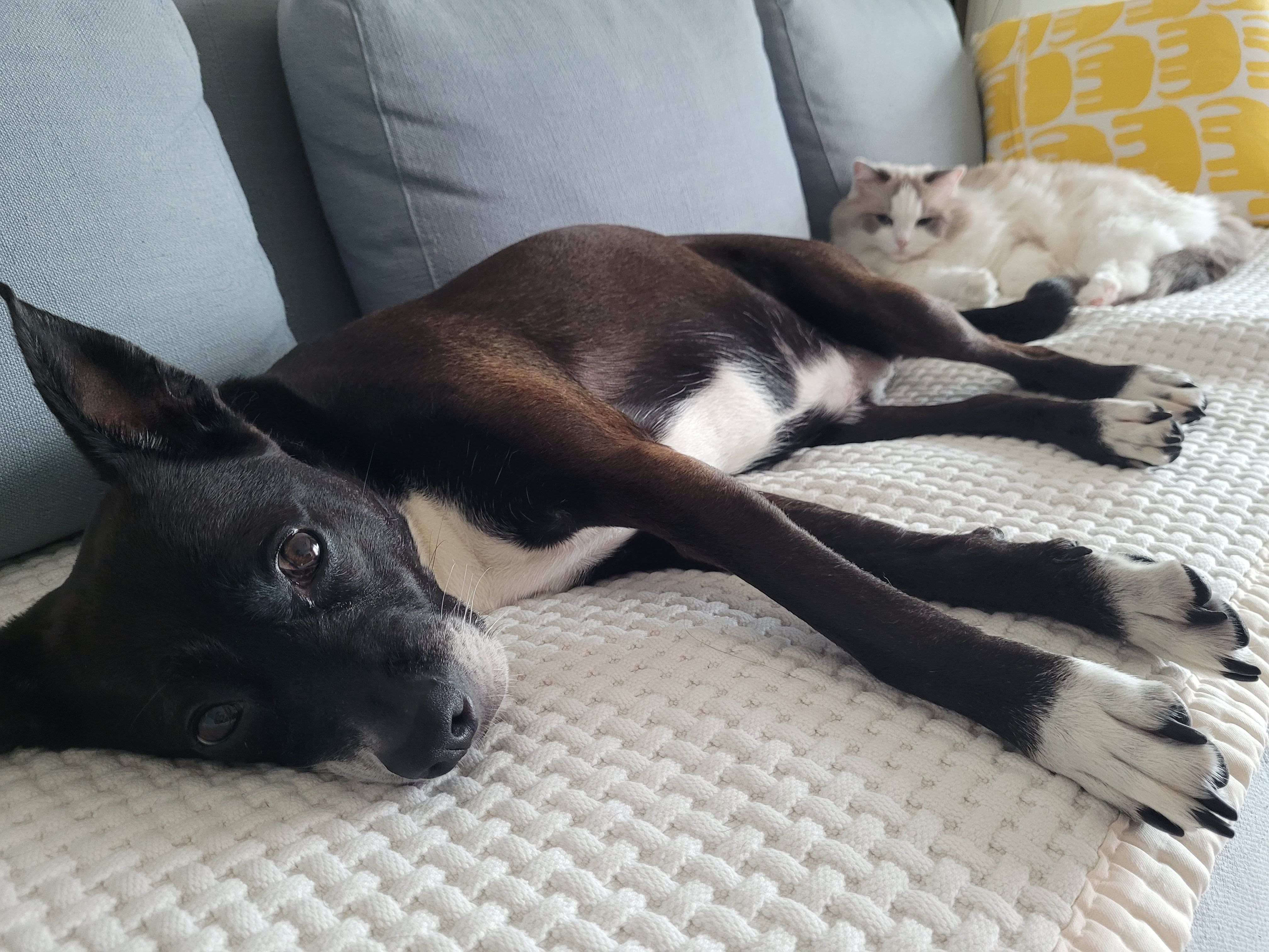 딩동이는 벌써 8살이에요.