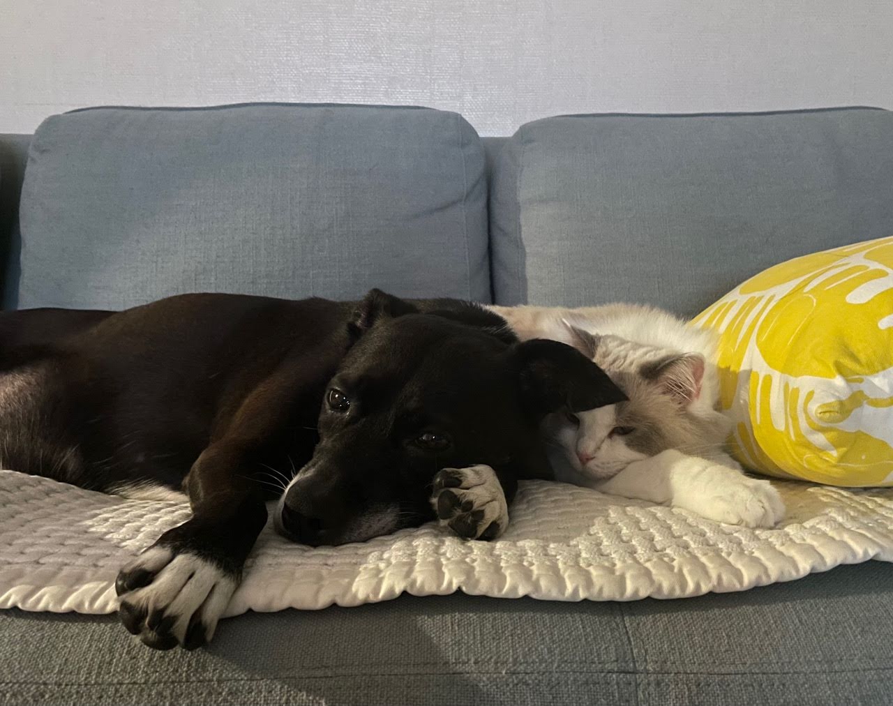 딩동이는 벌써 8살이에요.