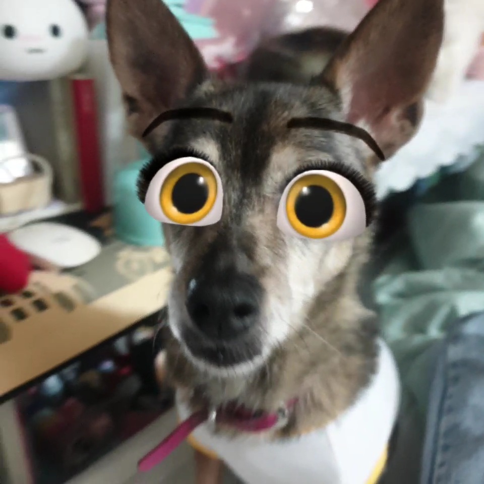 안녕하세요? 12년전 가족이 된 졸리입니다!