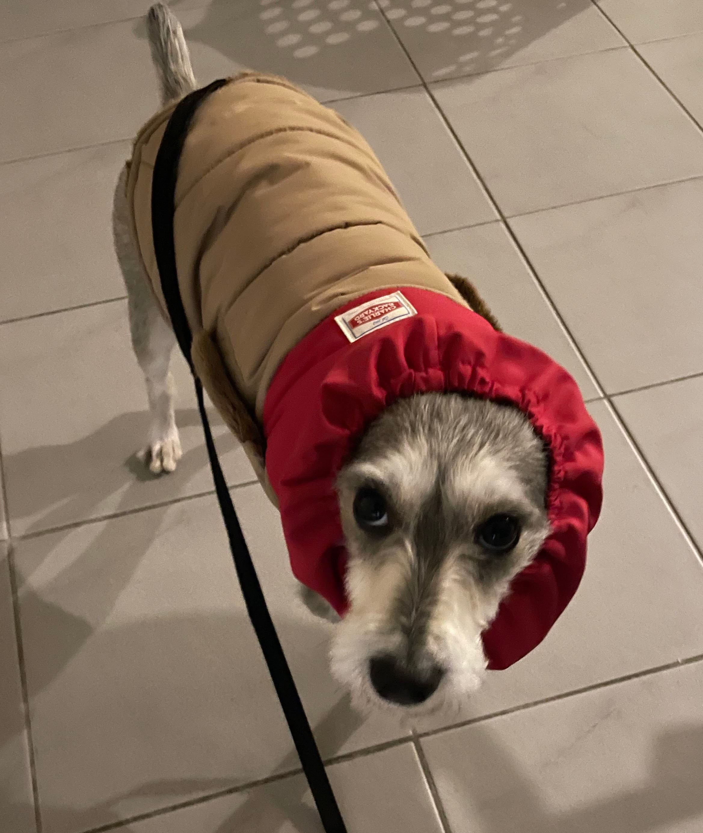 토리(긍정이) 입양 일개월