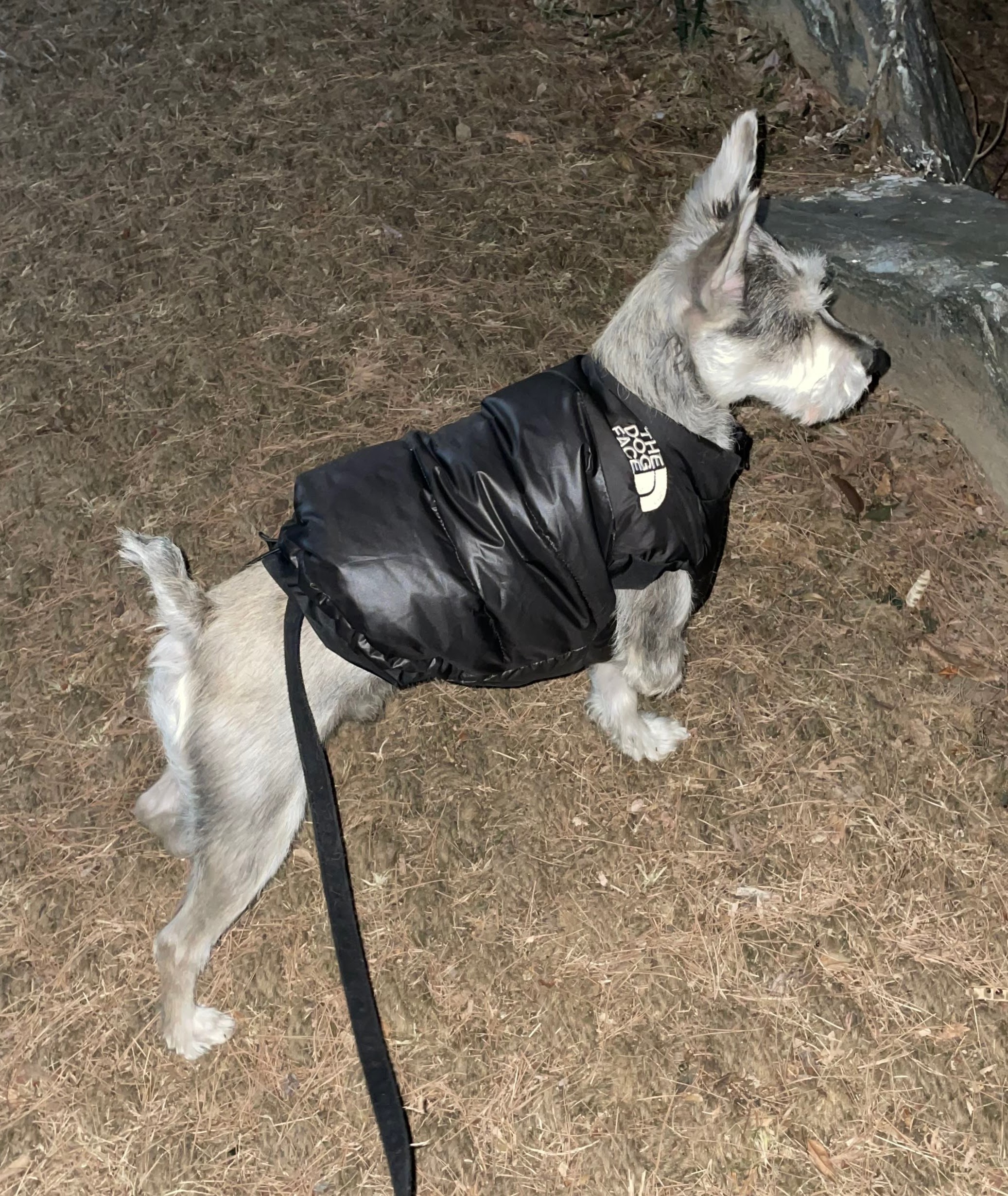 토리(긍정이) 입양 일개월