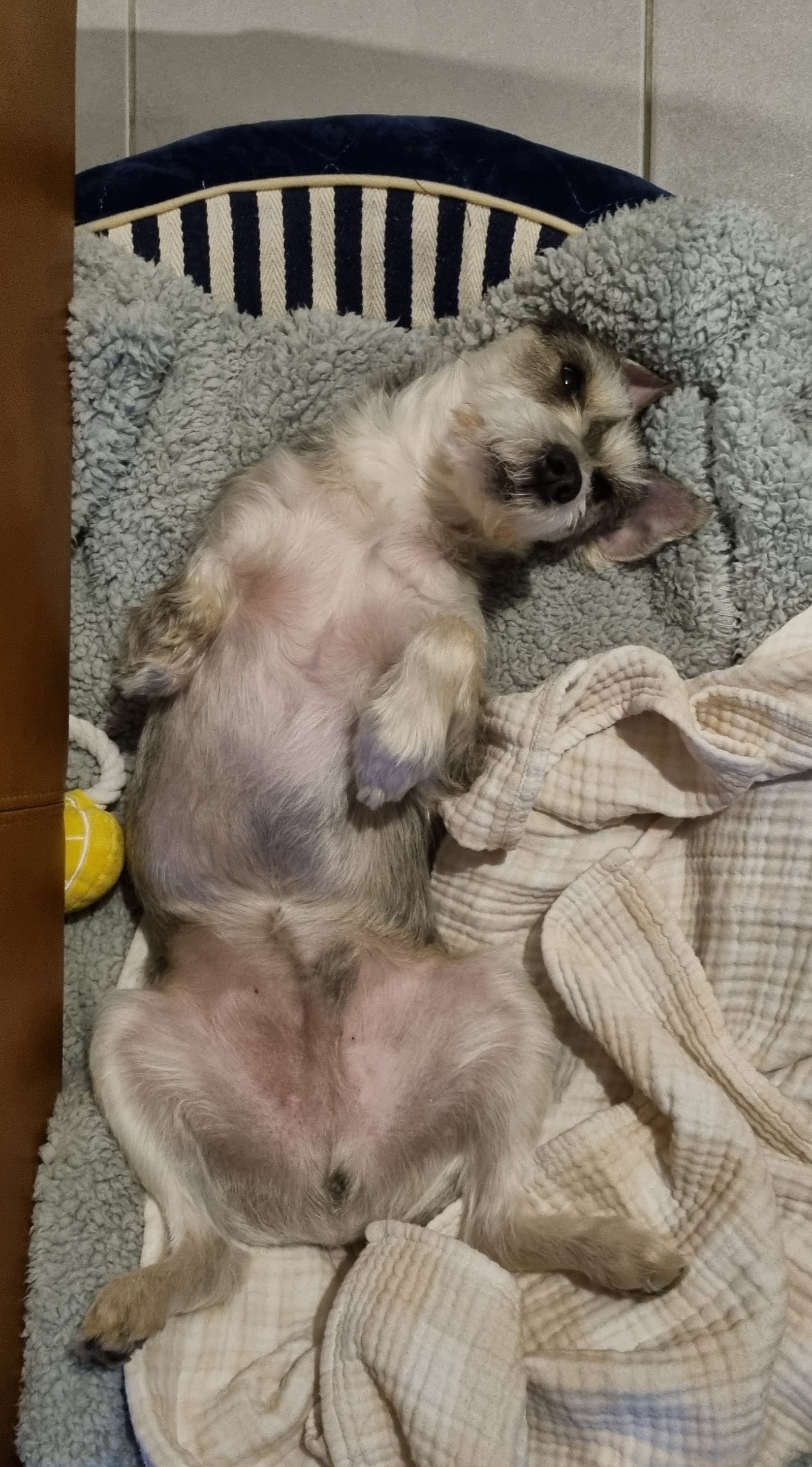 토리(긍정이) 입양 일개월