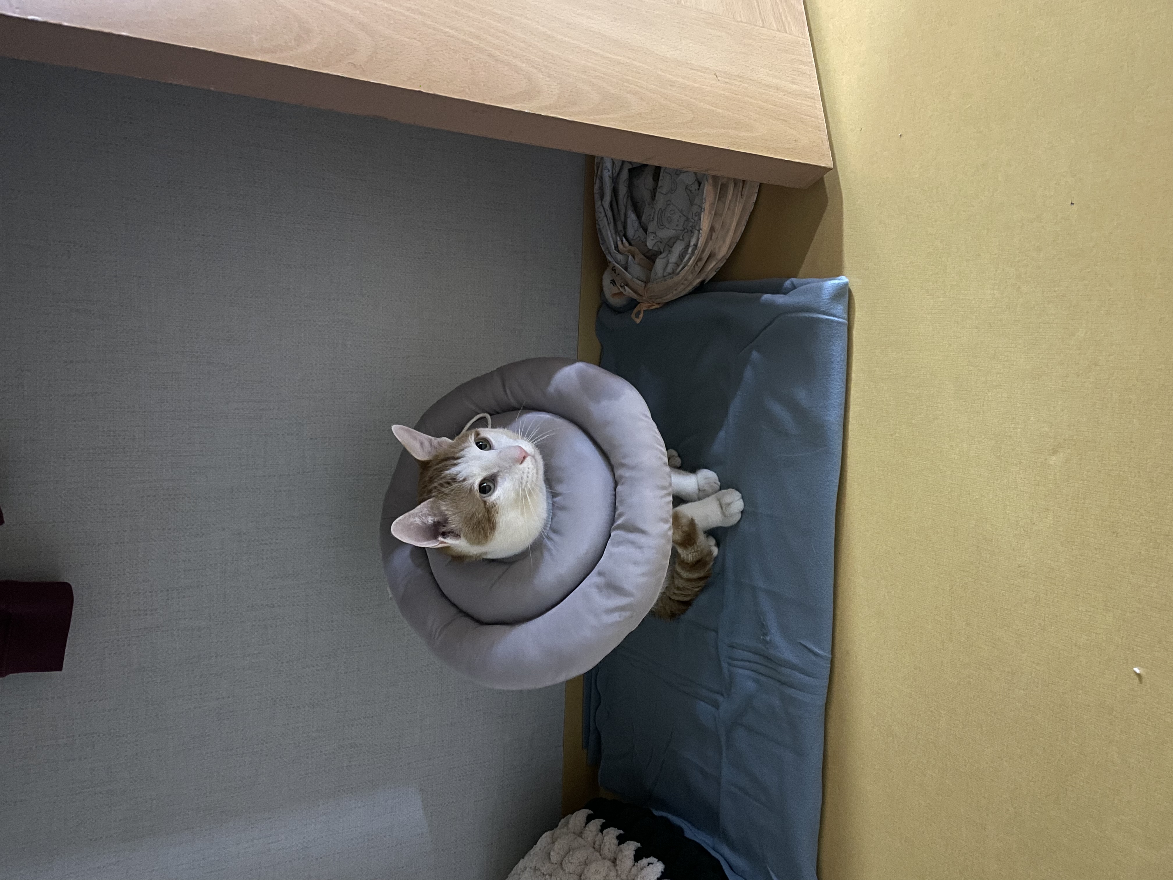 체다(꼬꼬) 일주일 차!