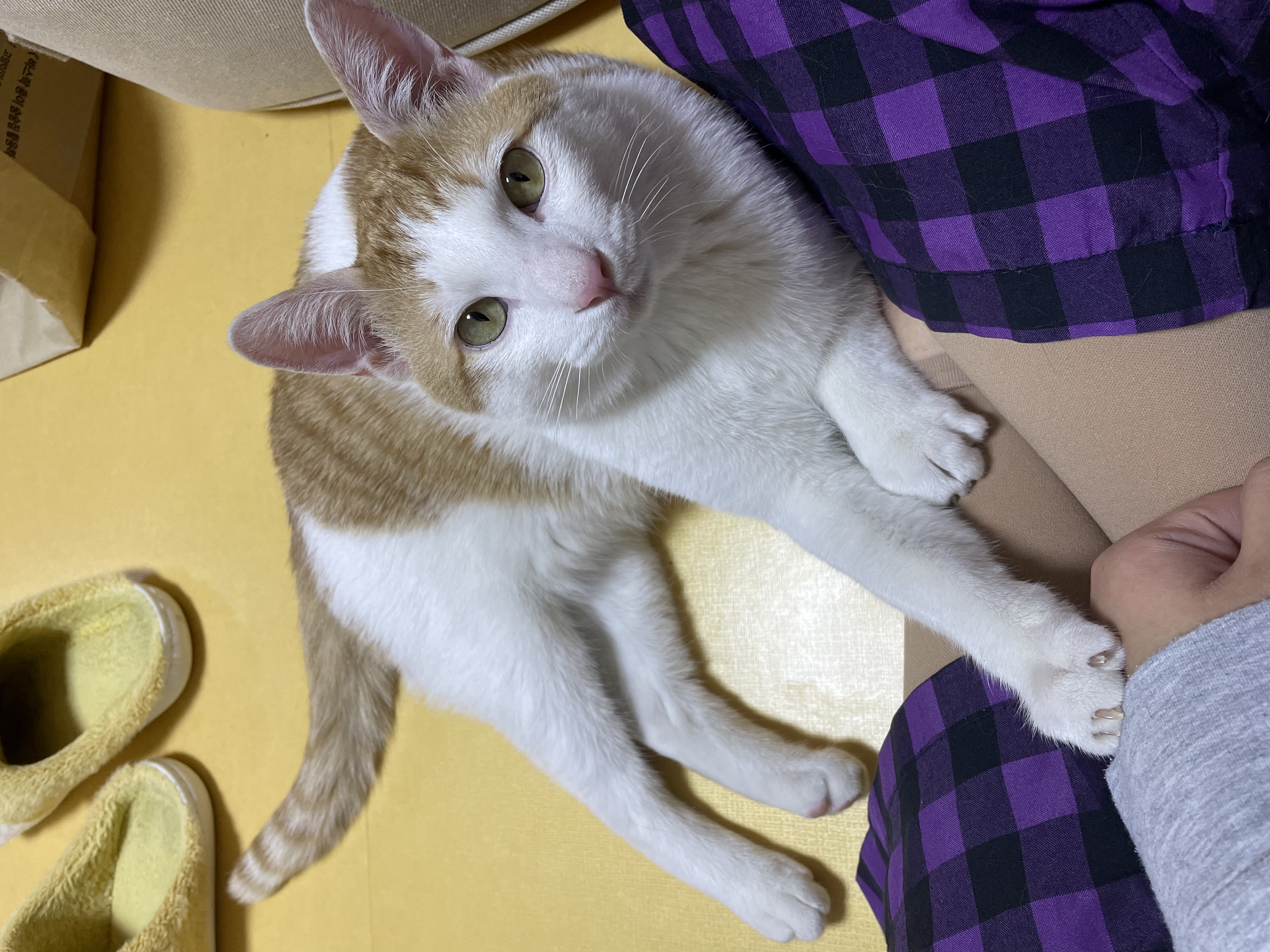 체다(꼬꼬) 일주일 차!