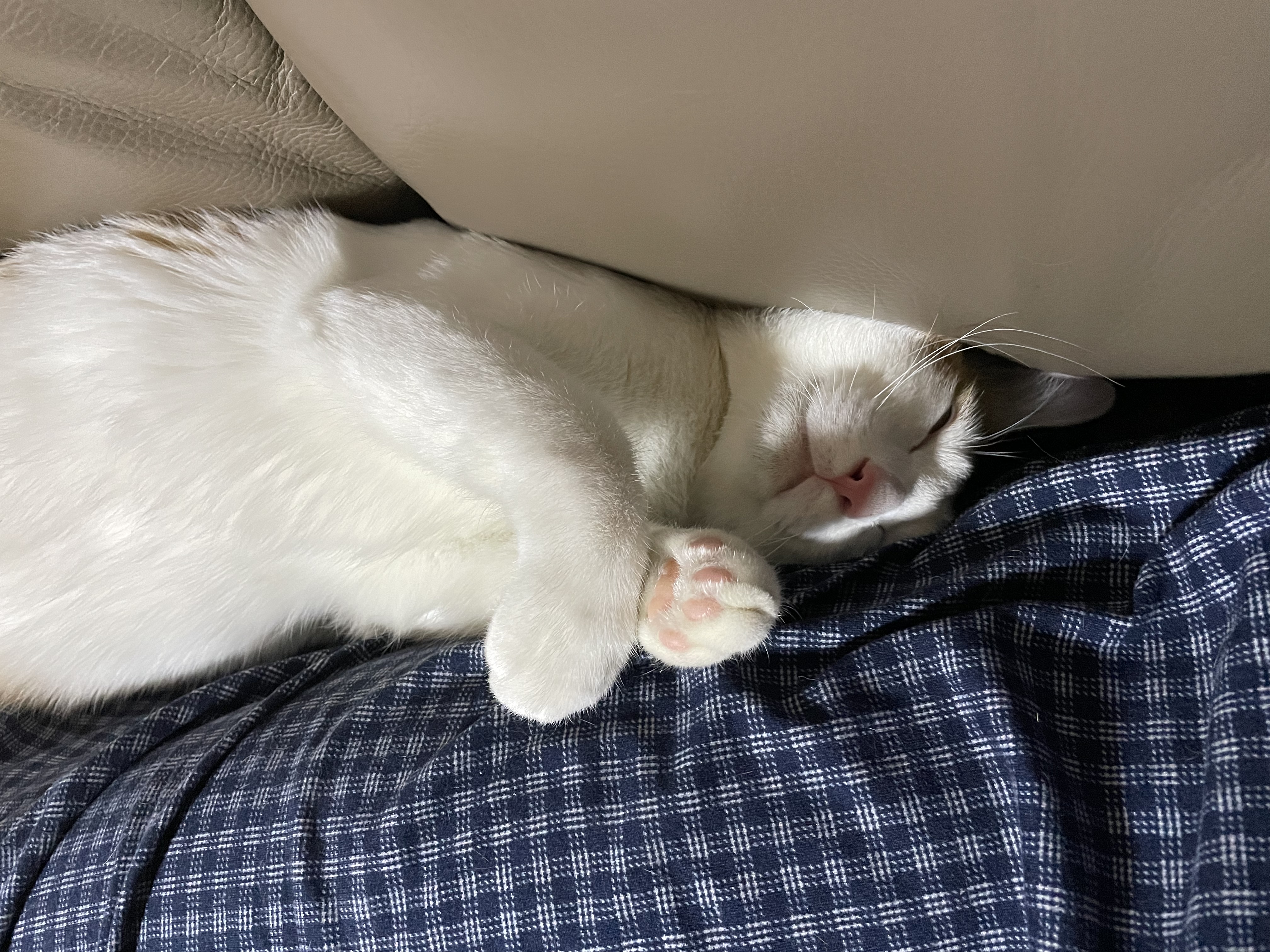 체다(꼬꼬) 일주일 차!