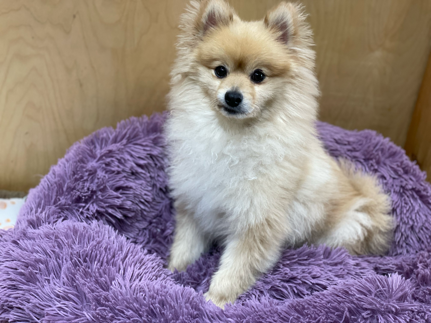 롤푸(더덕) 입양 후 1개월