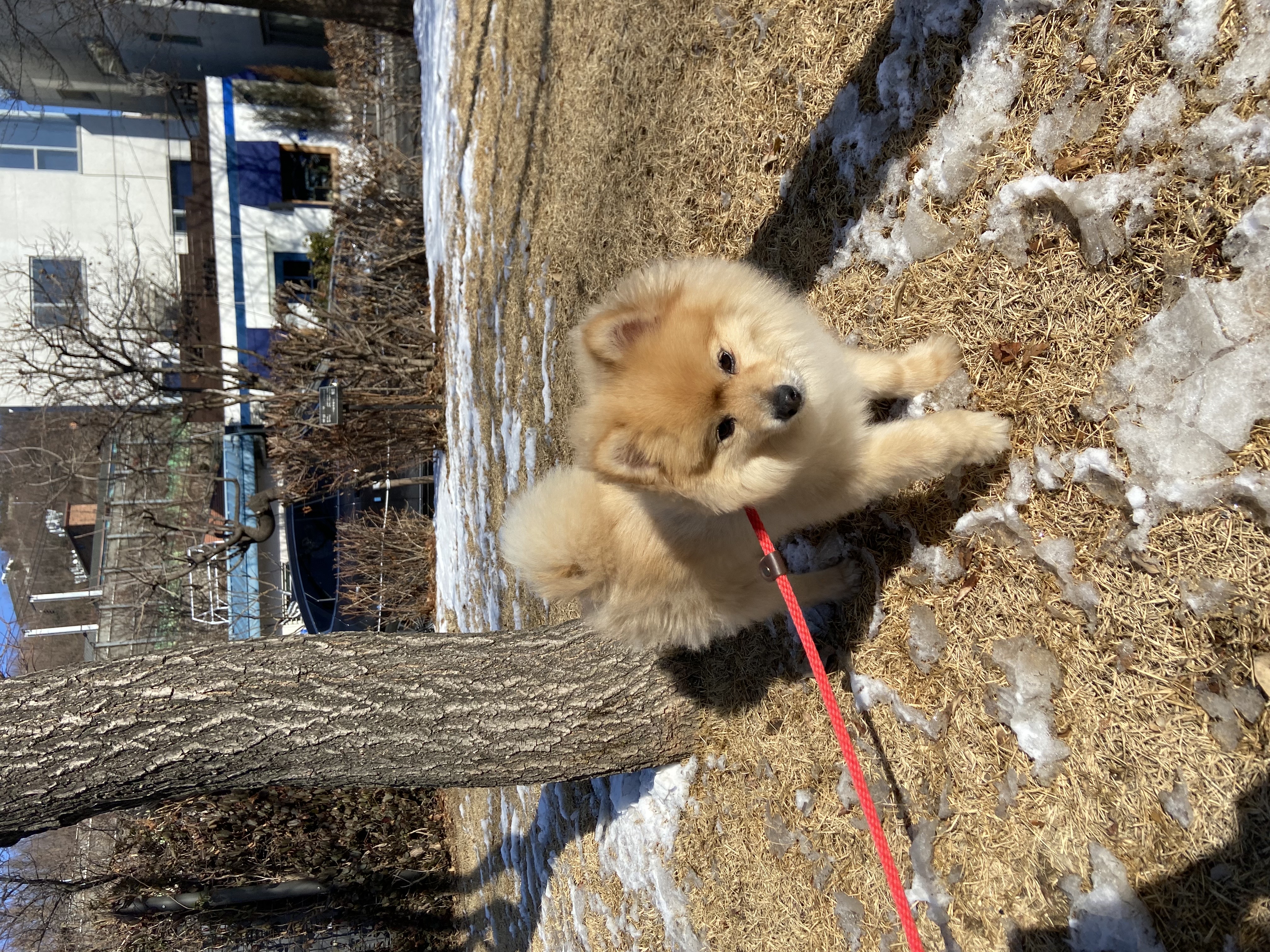 롤푸(더덕) 입양 후 1개월