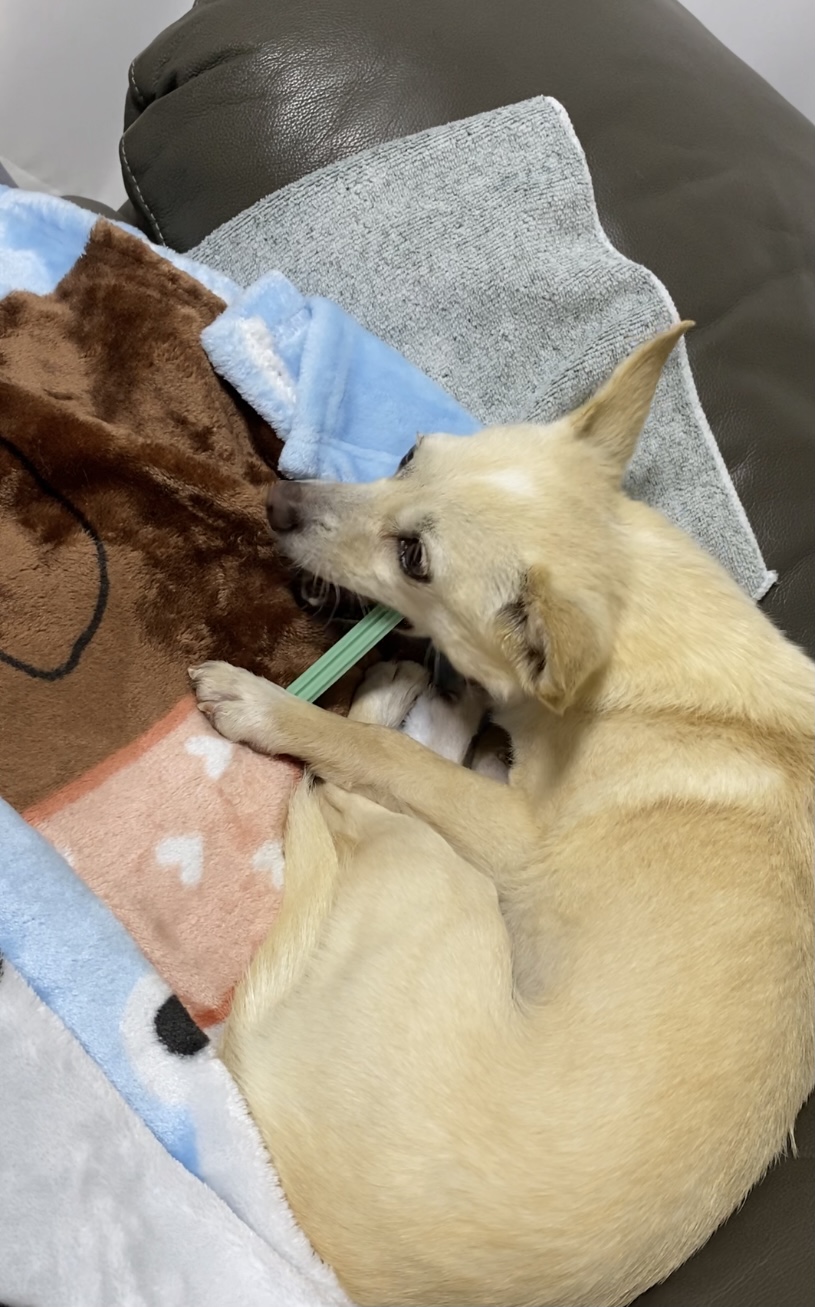 마야 임보 일주일