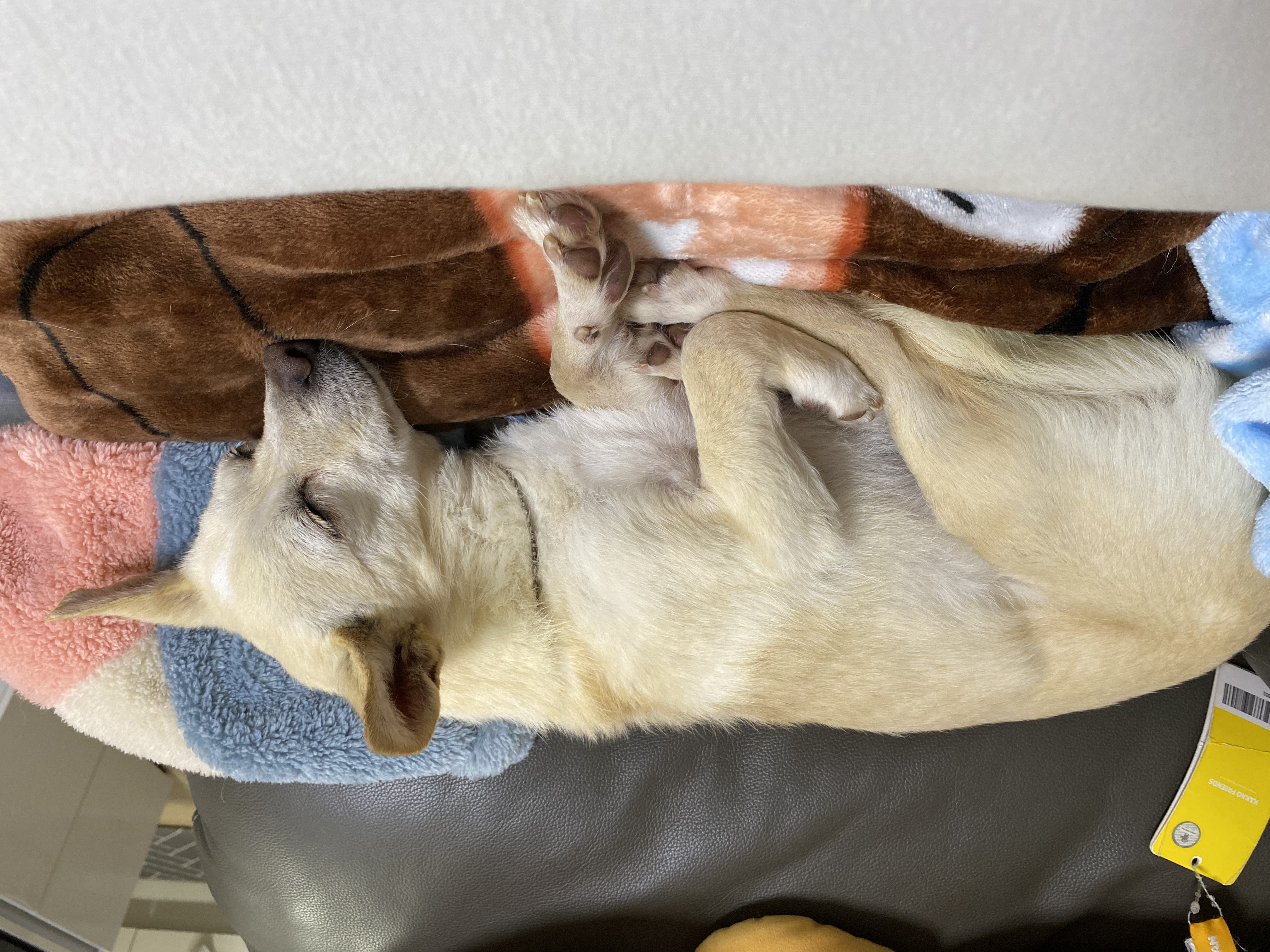 마야 임보 일주일