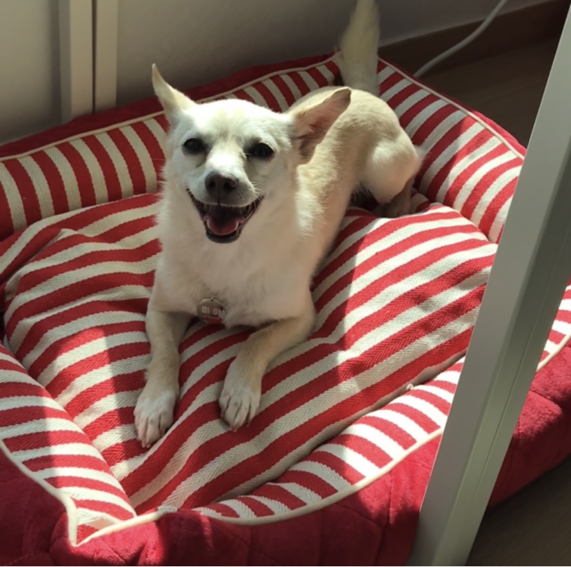 마야 임보 일주일