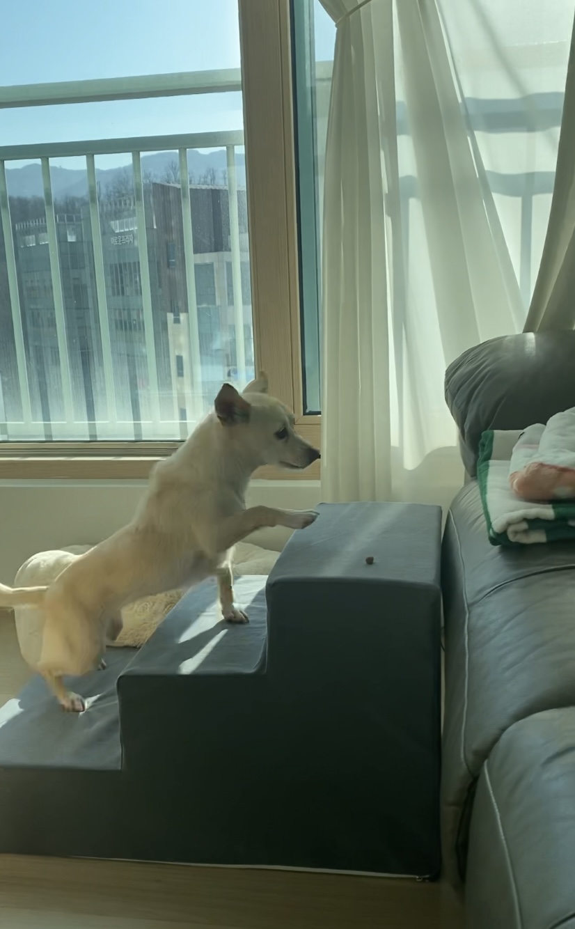 마야 임보 일주일