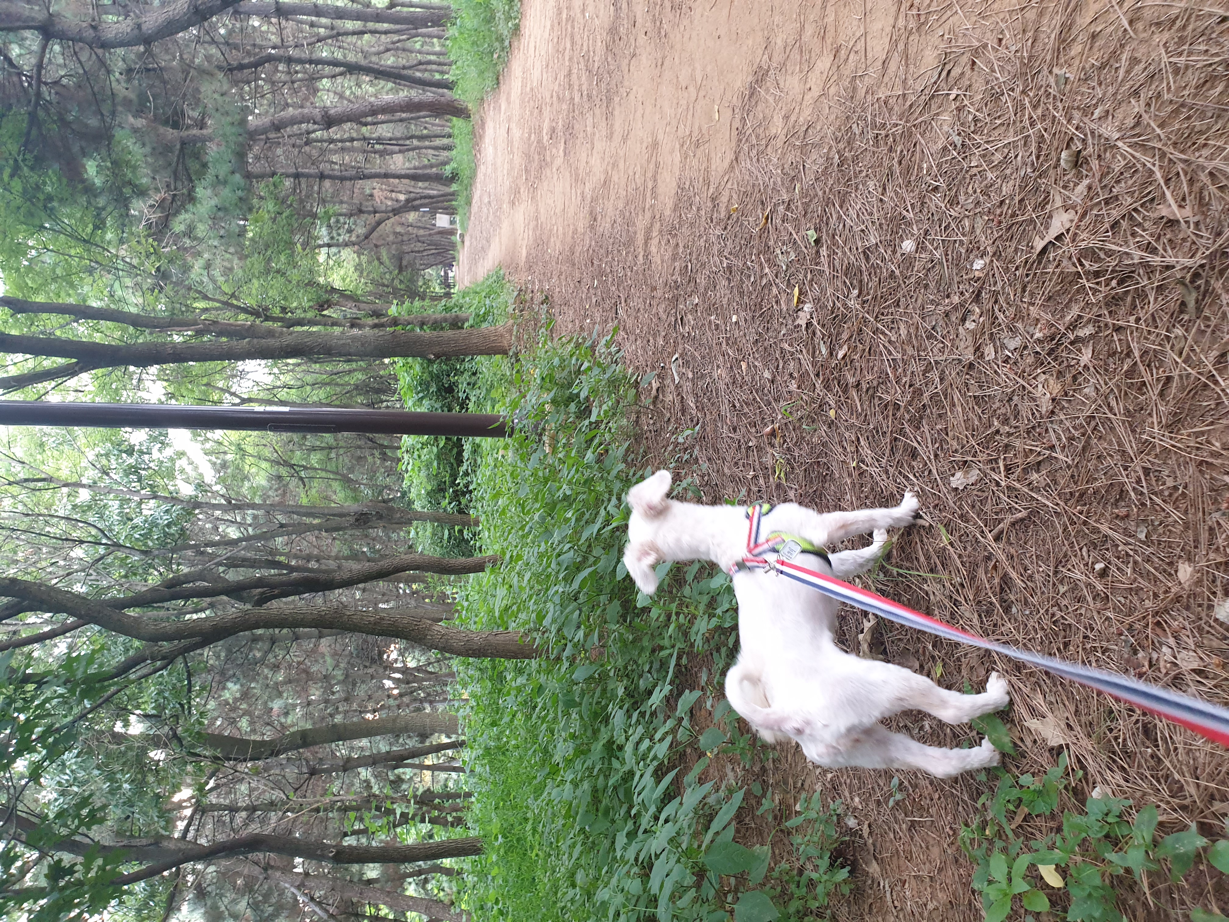 봉봉이와 함께 한지 1년이 되었네요^^