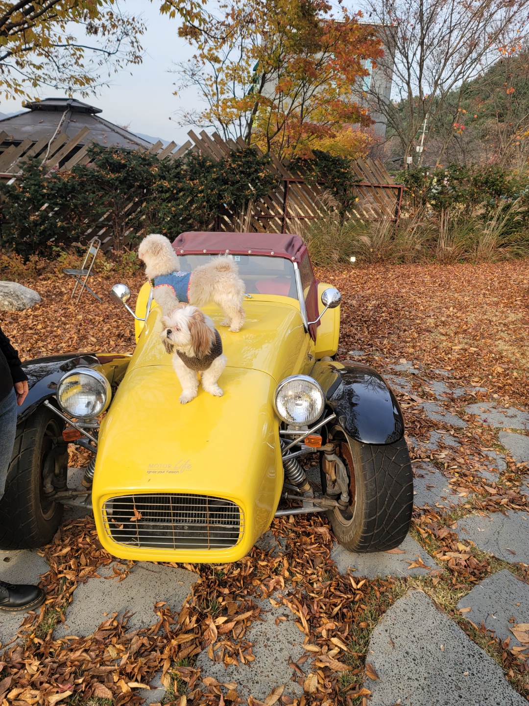 봉봉이와 함께 한지 1년이 되었네요^^