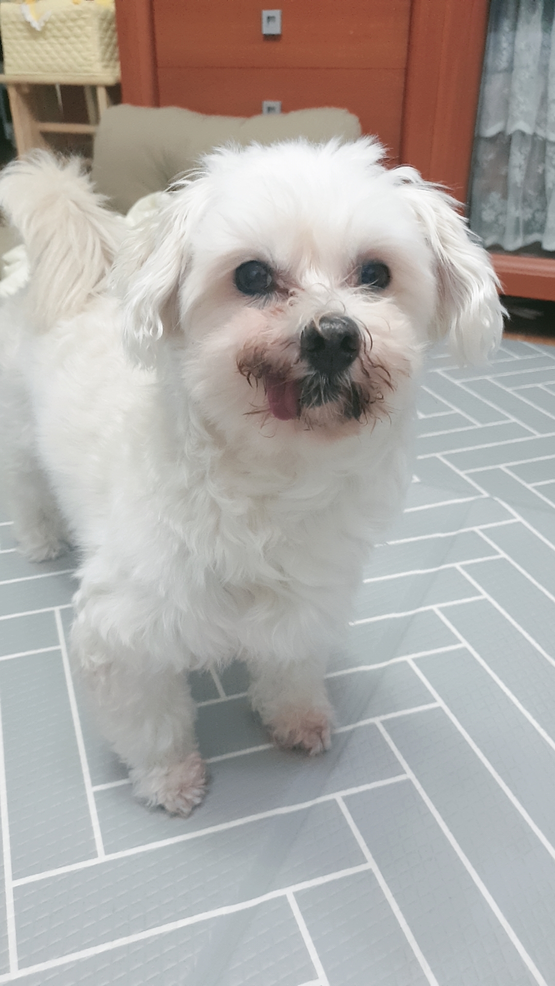 봉봉이와 함께 한지 1년이 되었네요^^