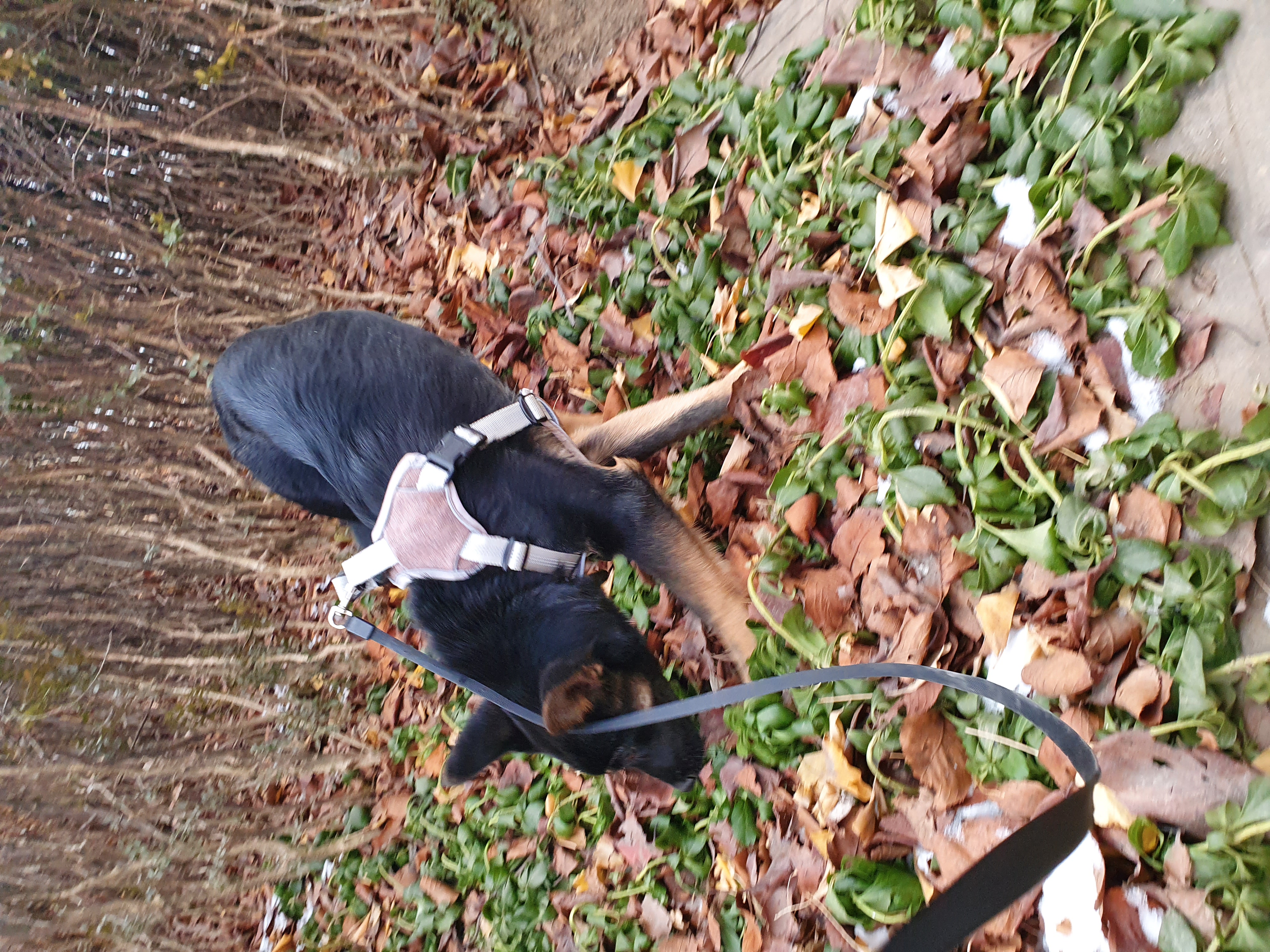 곰자(변경전)...콩이(변경후)의 현재의 모습입니다..