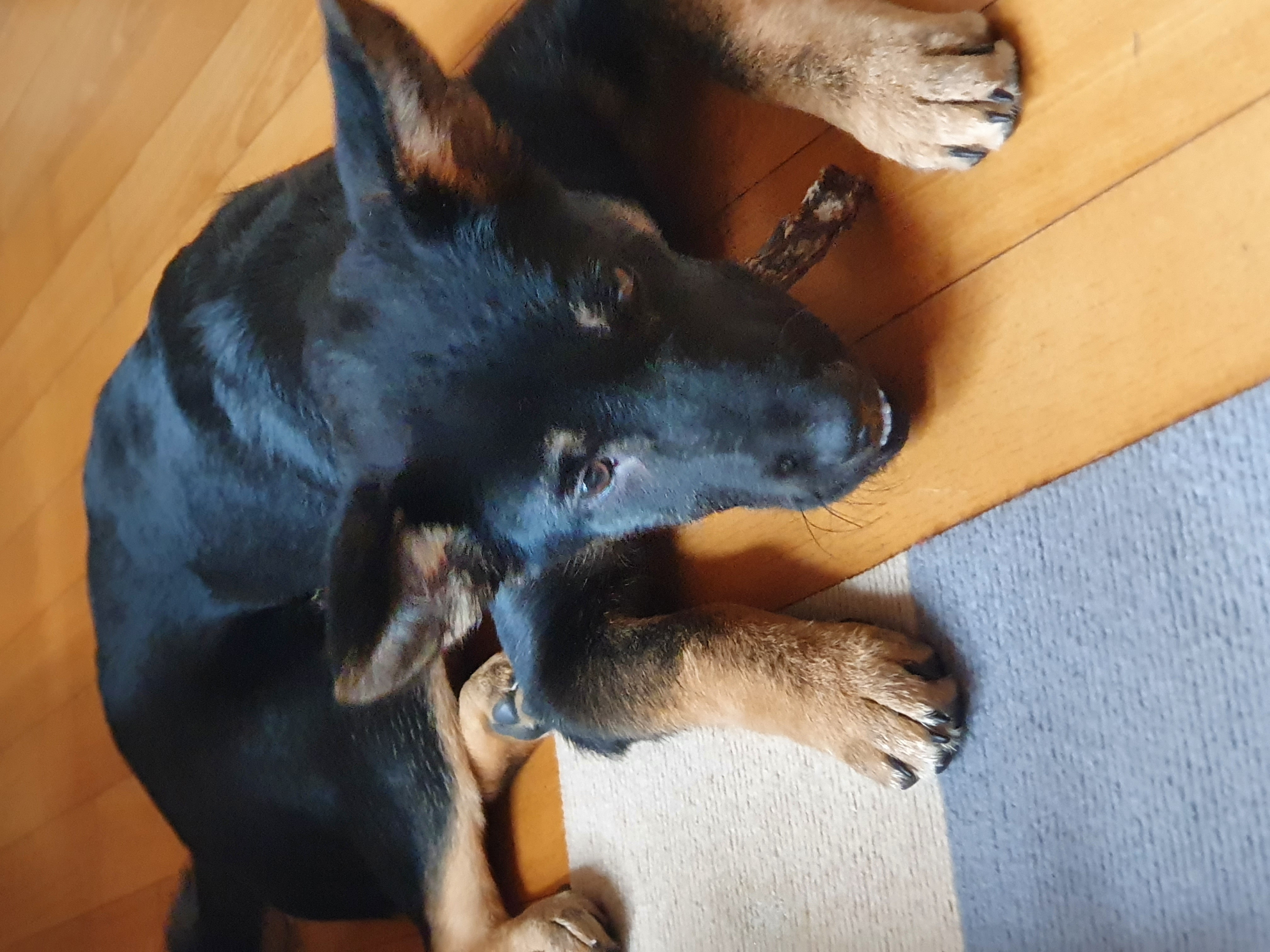 곰자(변경전)...콩이(변경후)의 현재의 모습입니다..