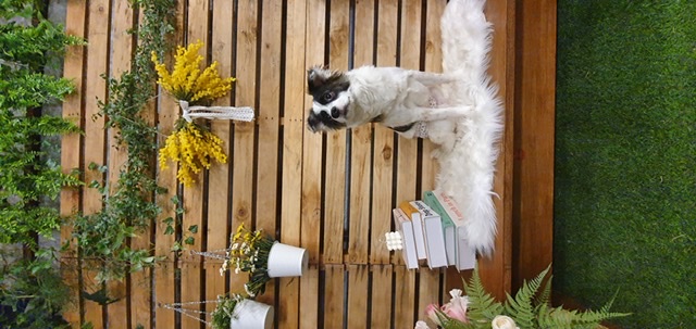 레오 (오래) 입양후기~