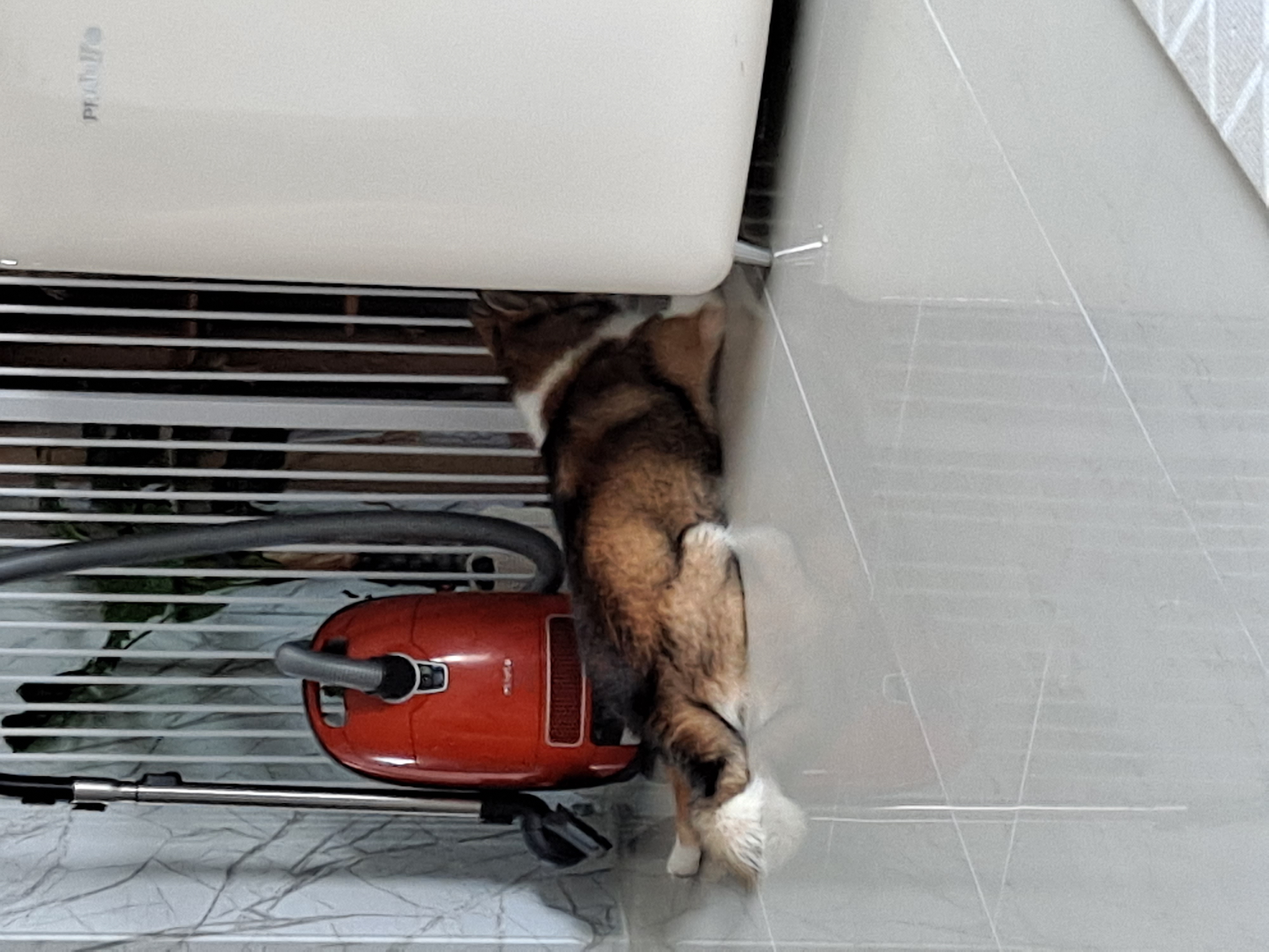 하디 임보 한달째...