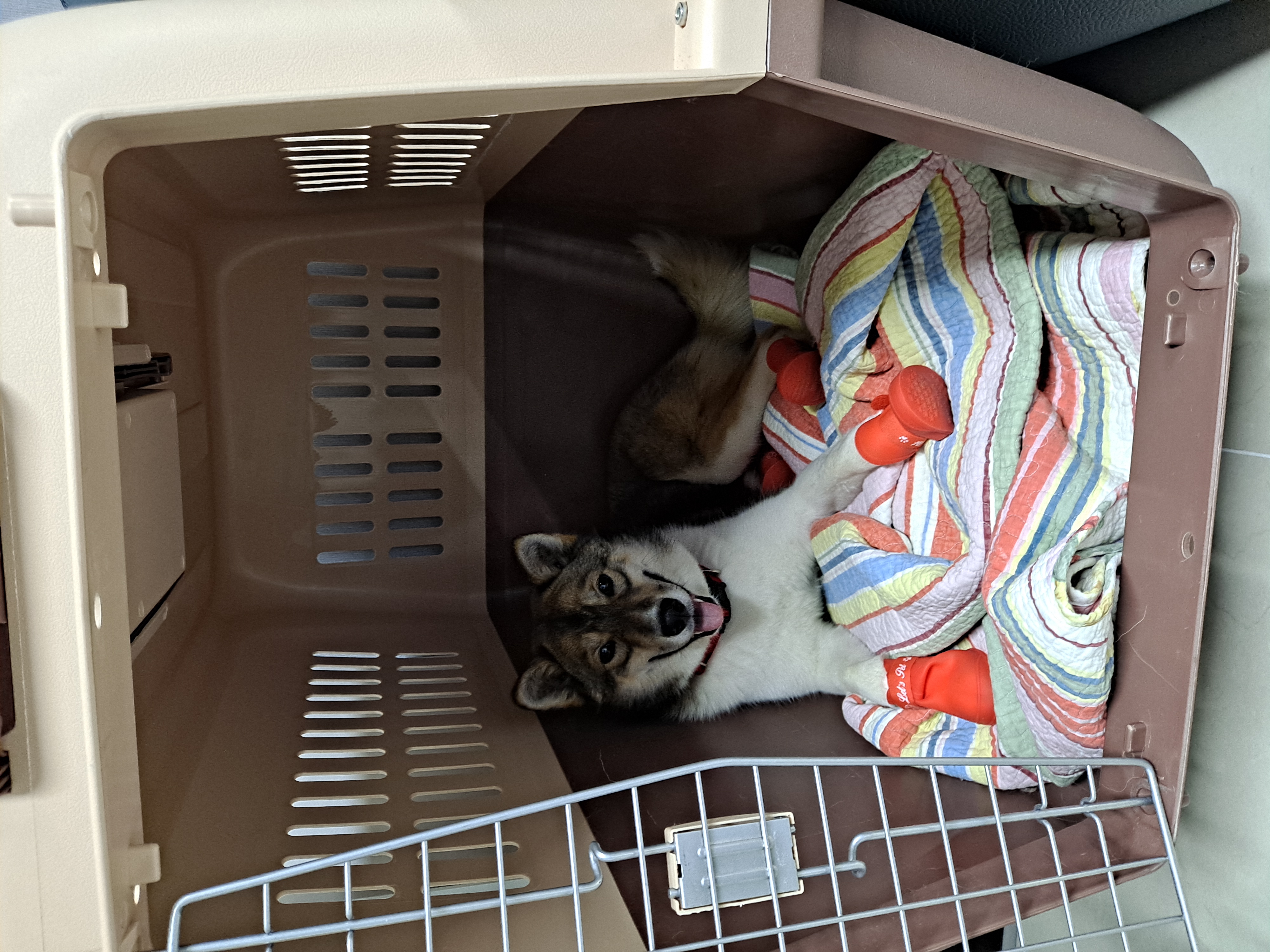 하디 임보 한달째...