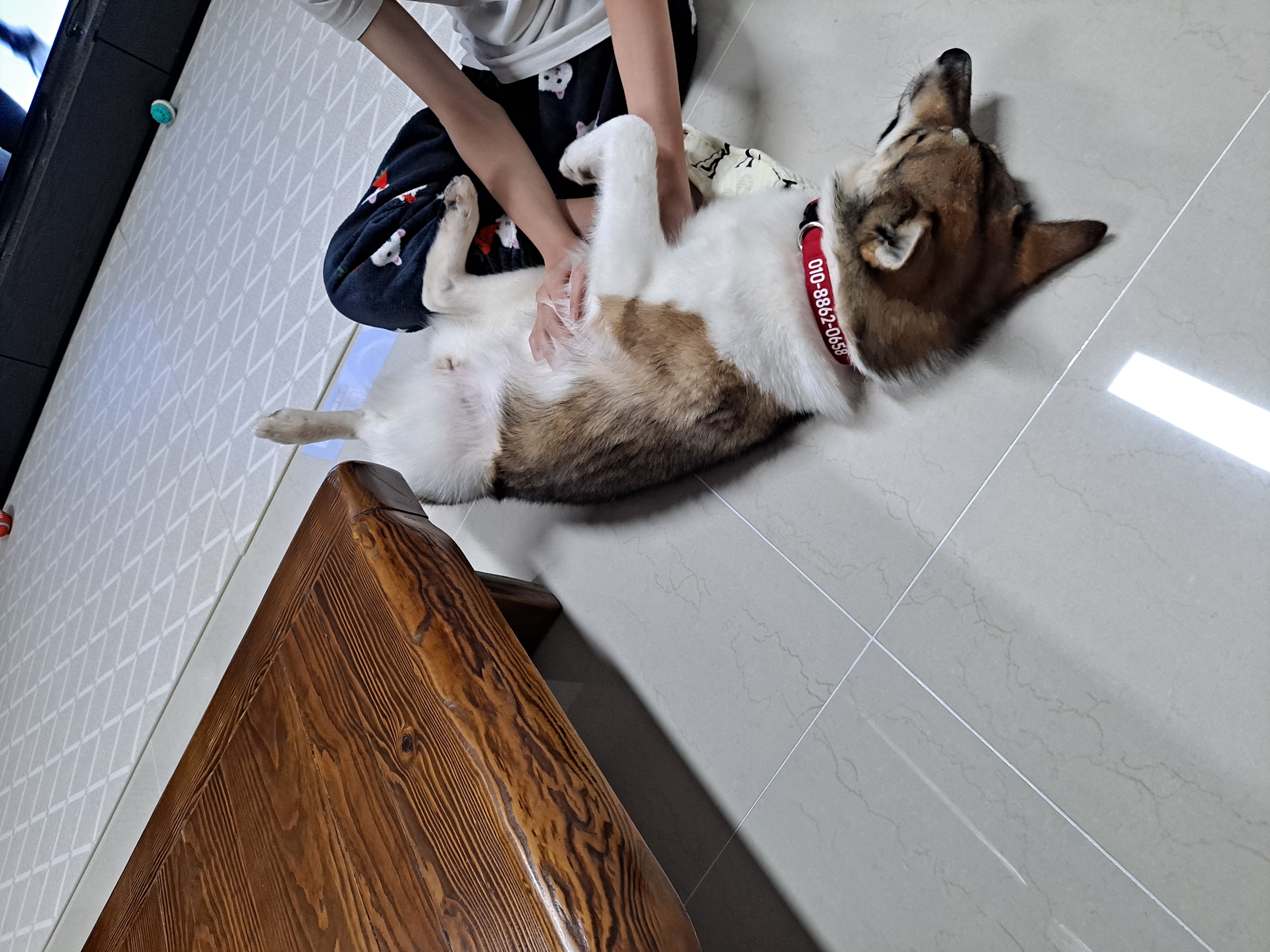 하디 임보 한달째...