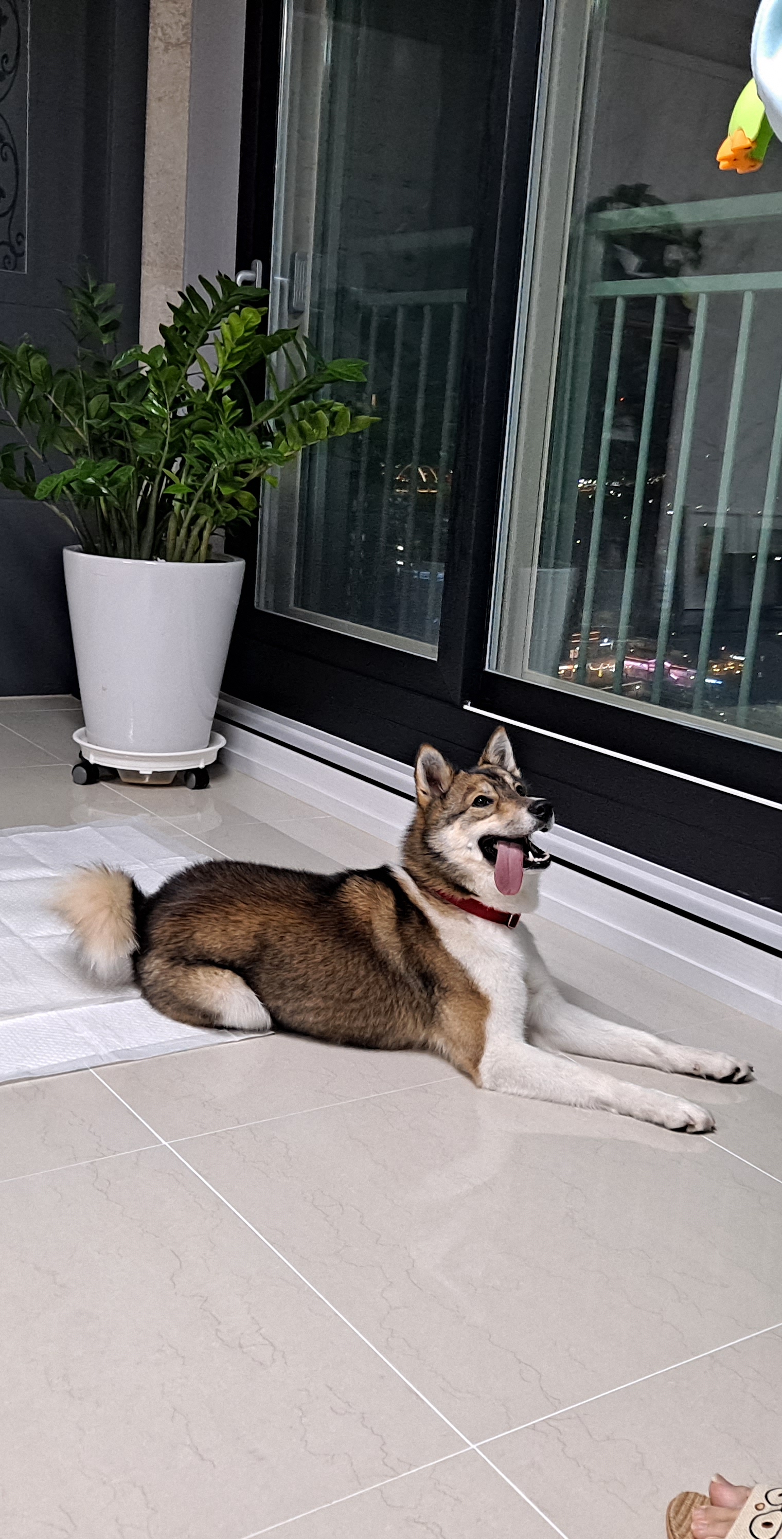 하디 임보 한달째...