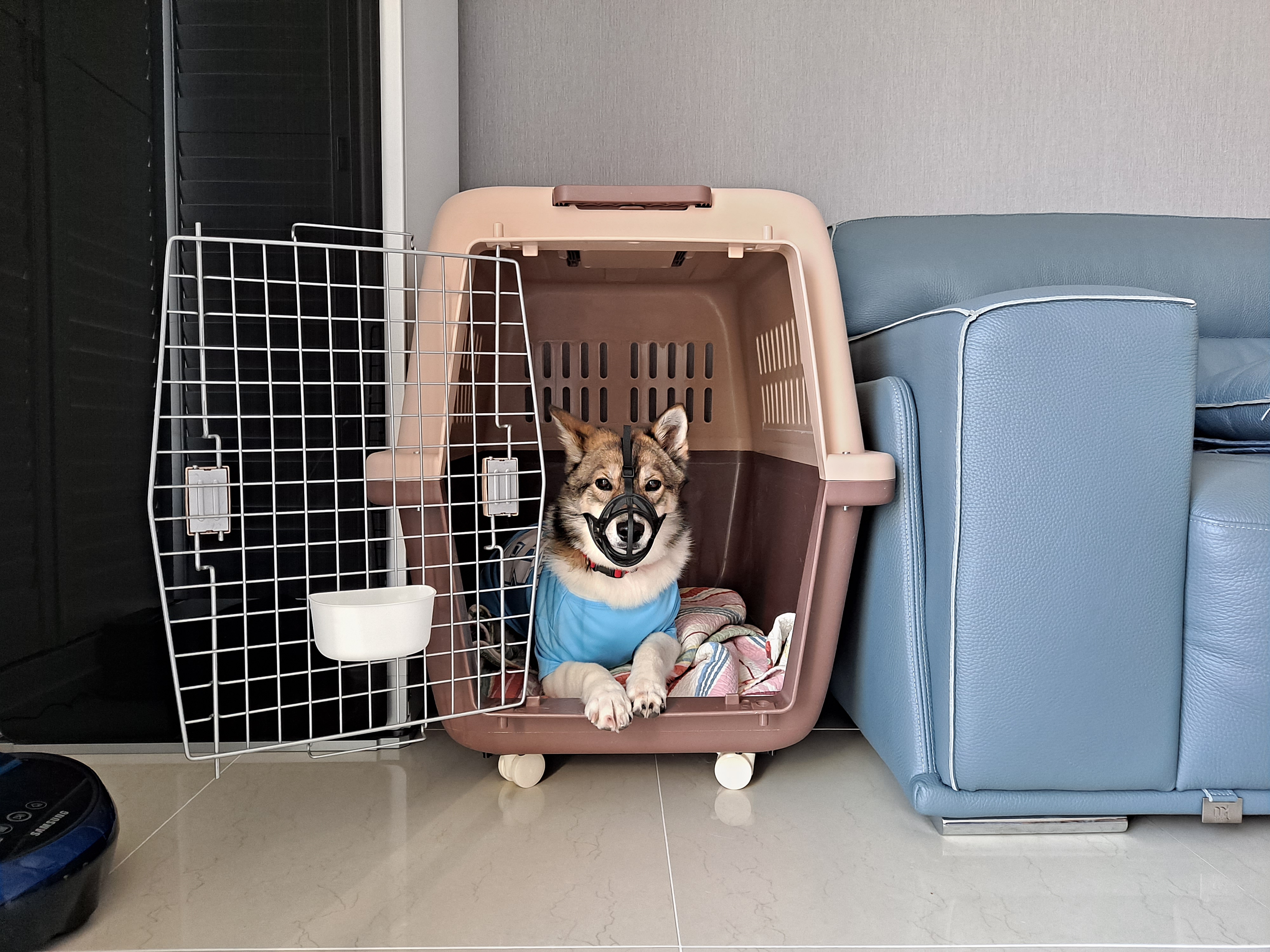 하디 임보 한달째...