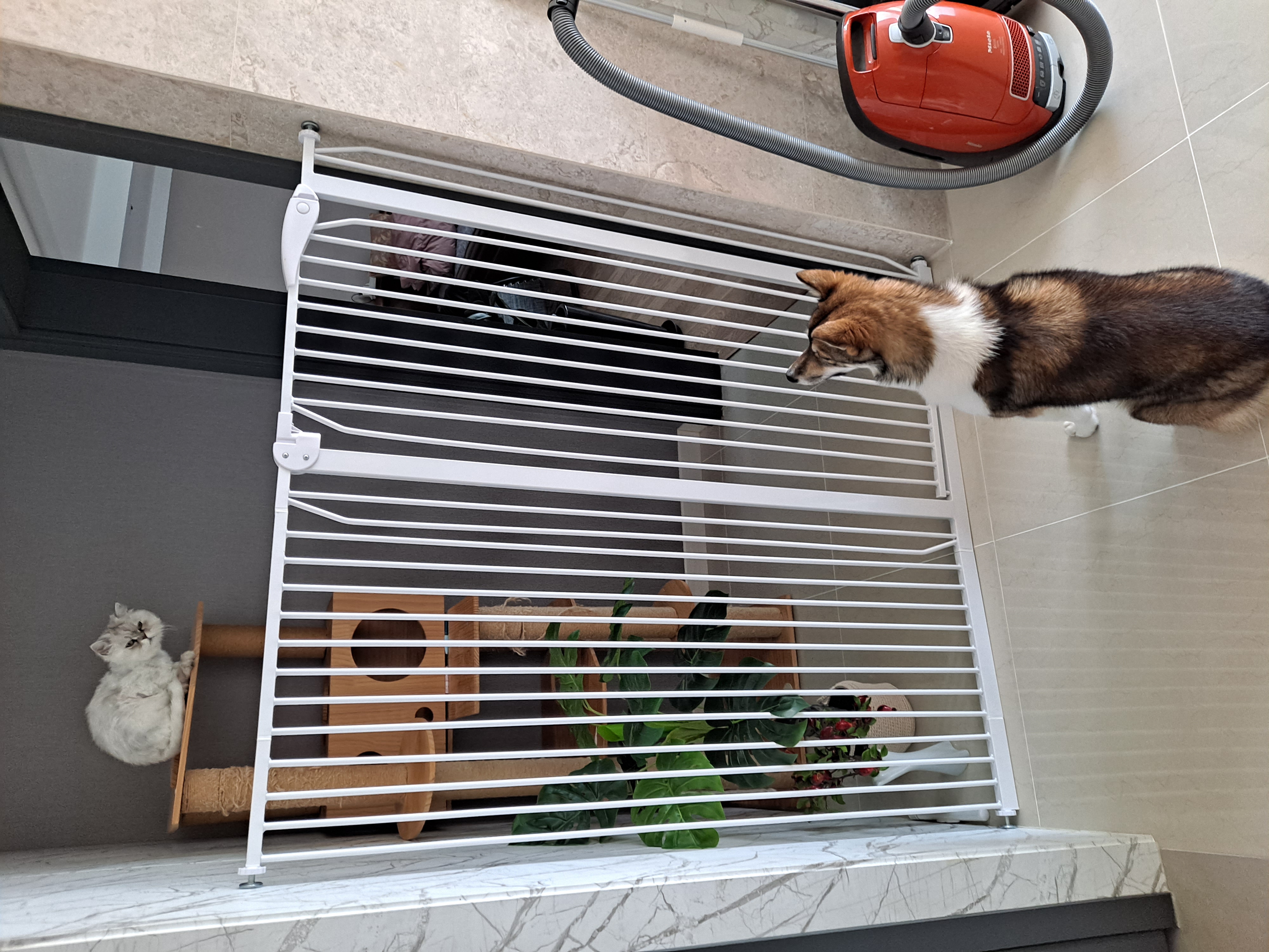 하디 임보 한달째...